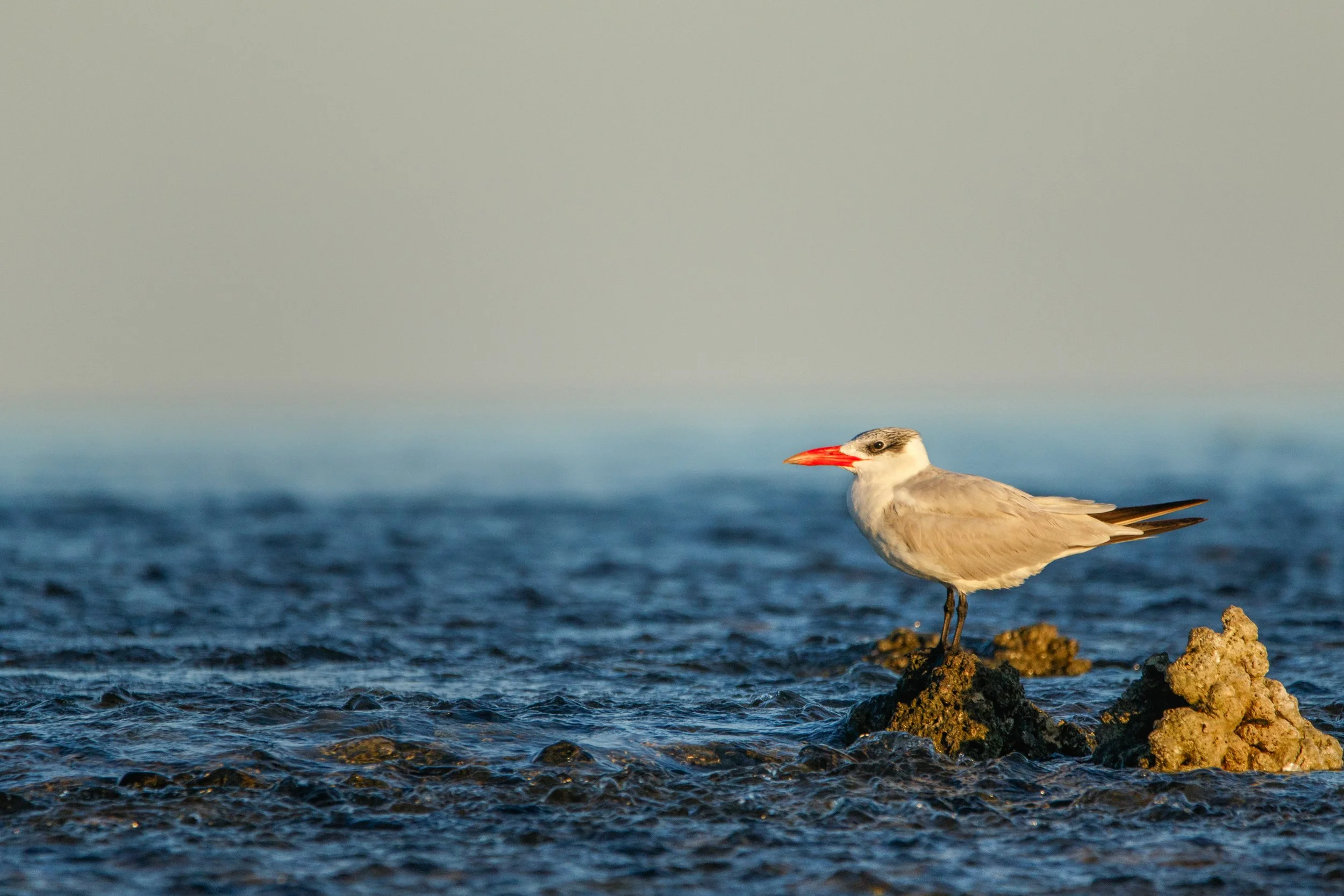 Caspian Tern on Montgomery Reef. Biggest tern in the world on the biggest inshore reef in the world. WA.