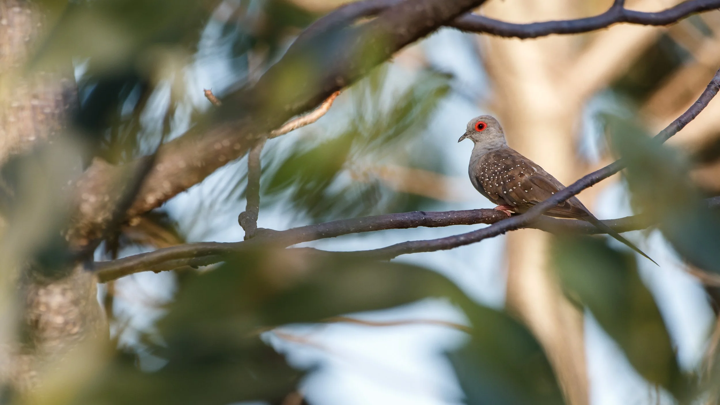 Diamond Dove, Northern Territory.