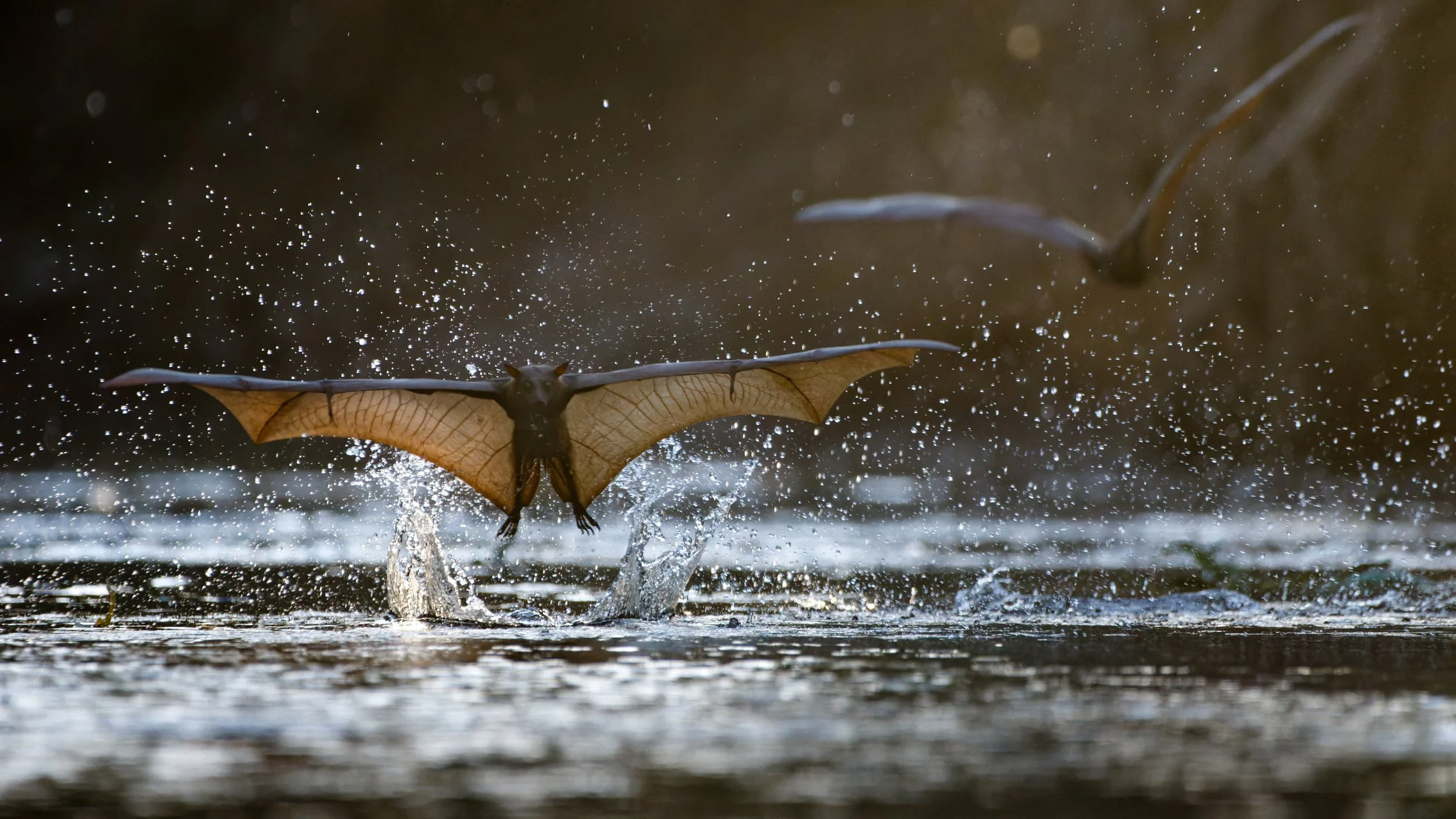 Murray Kelman Photography - image-76.jpg