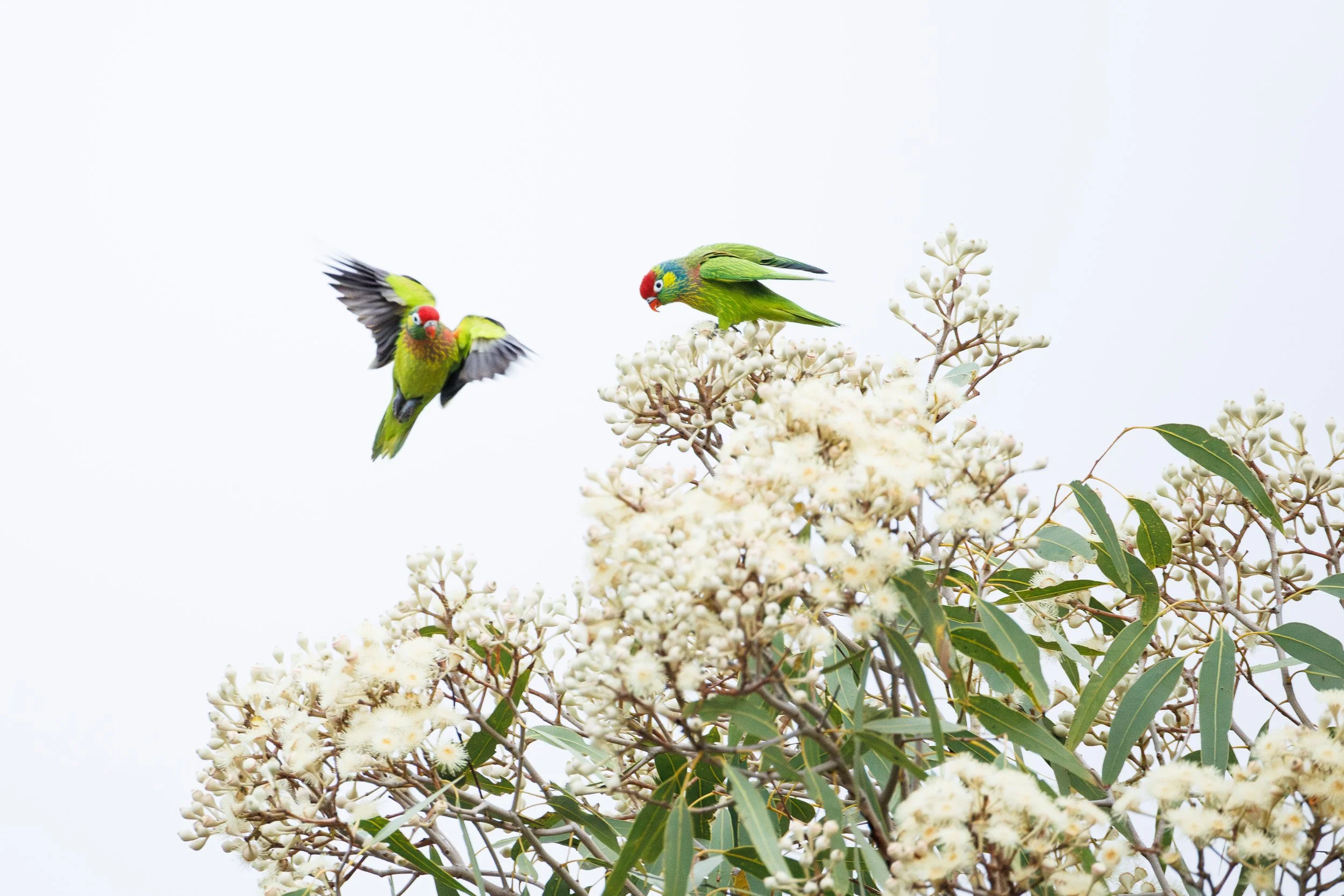 Varied Lorikeets, Queensland.