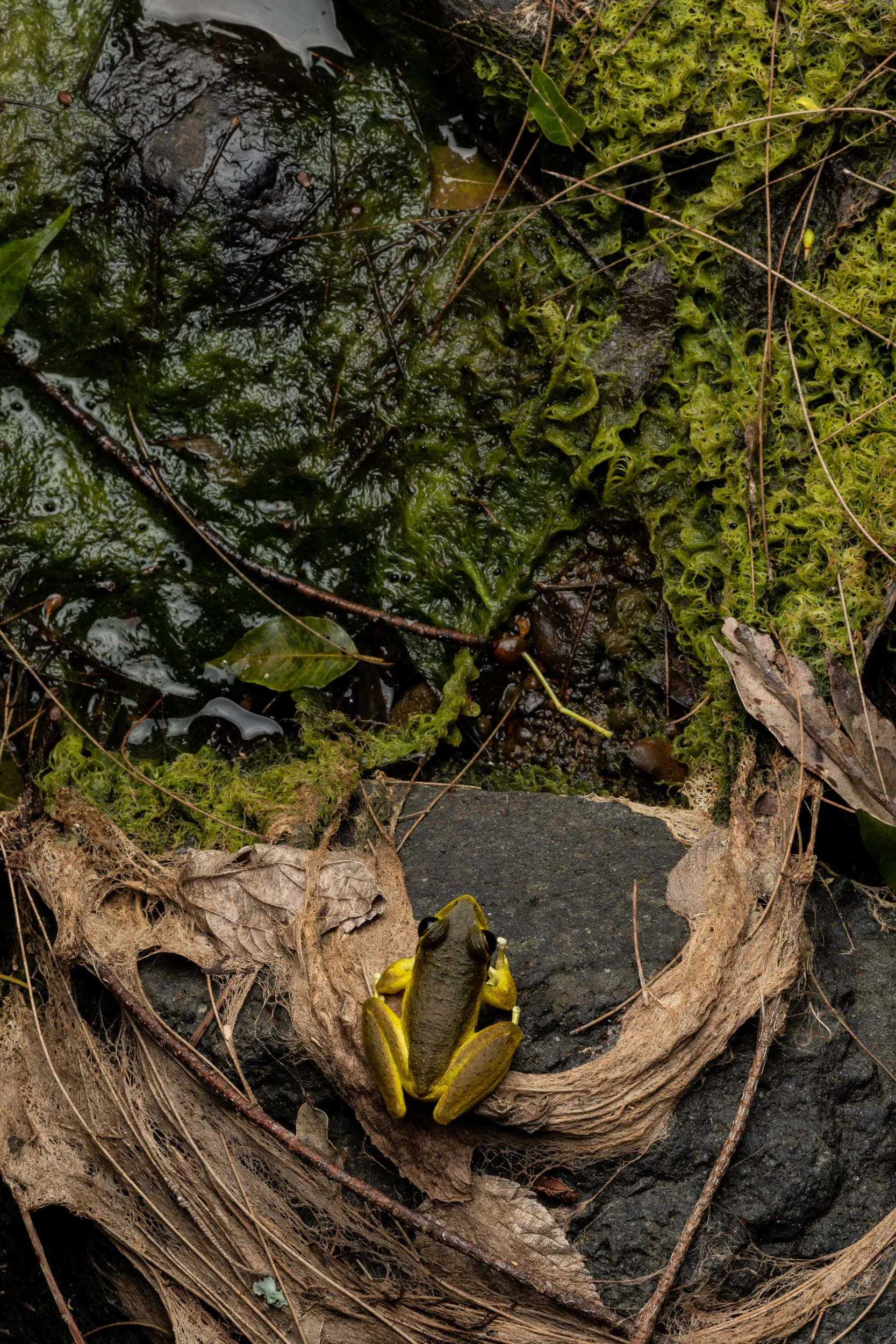 Wilcox's Frog, Tooloom, New South Wales.