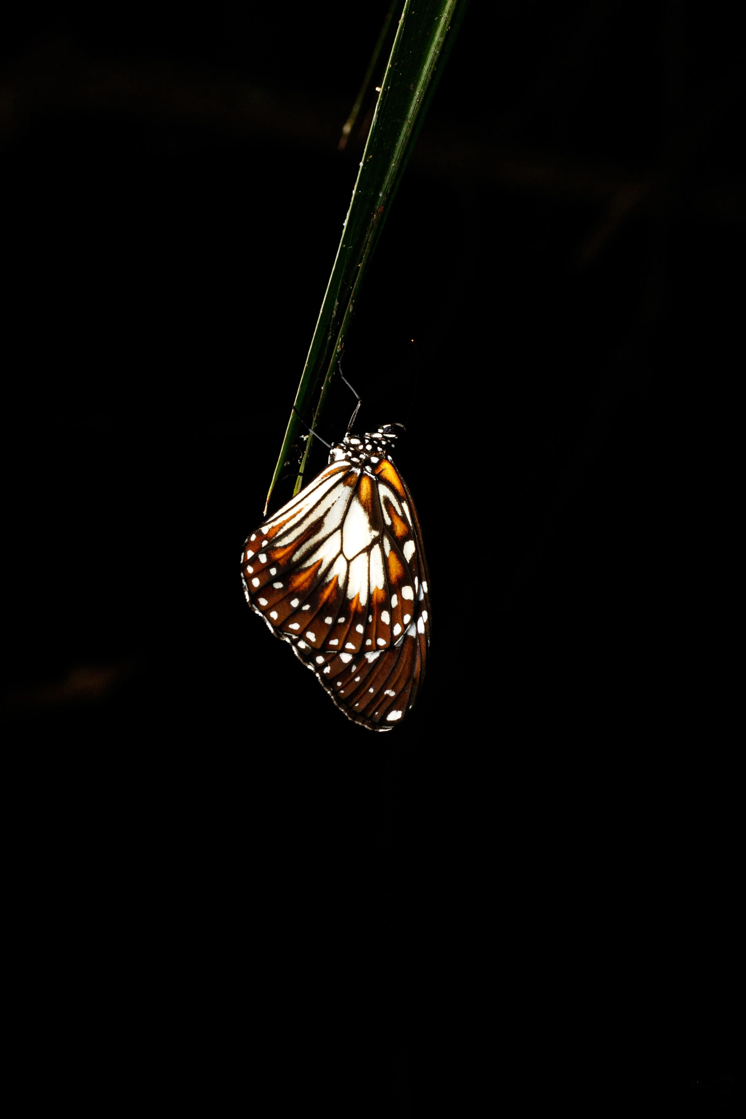 Murray Kelman Photography - image-97.jpg