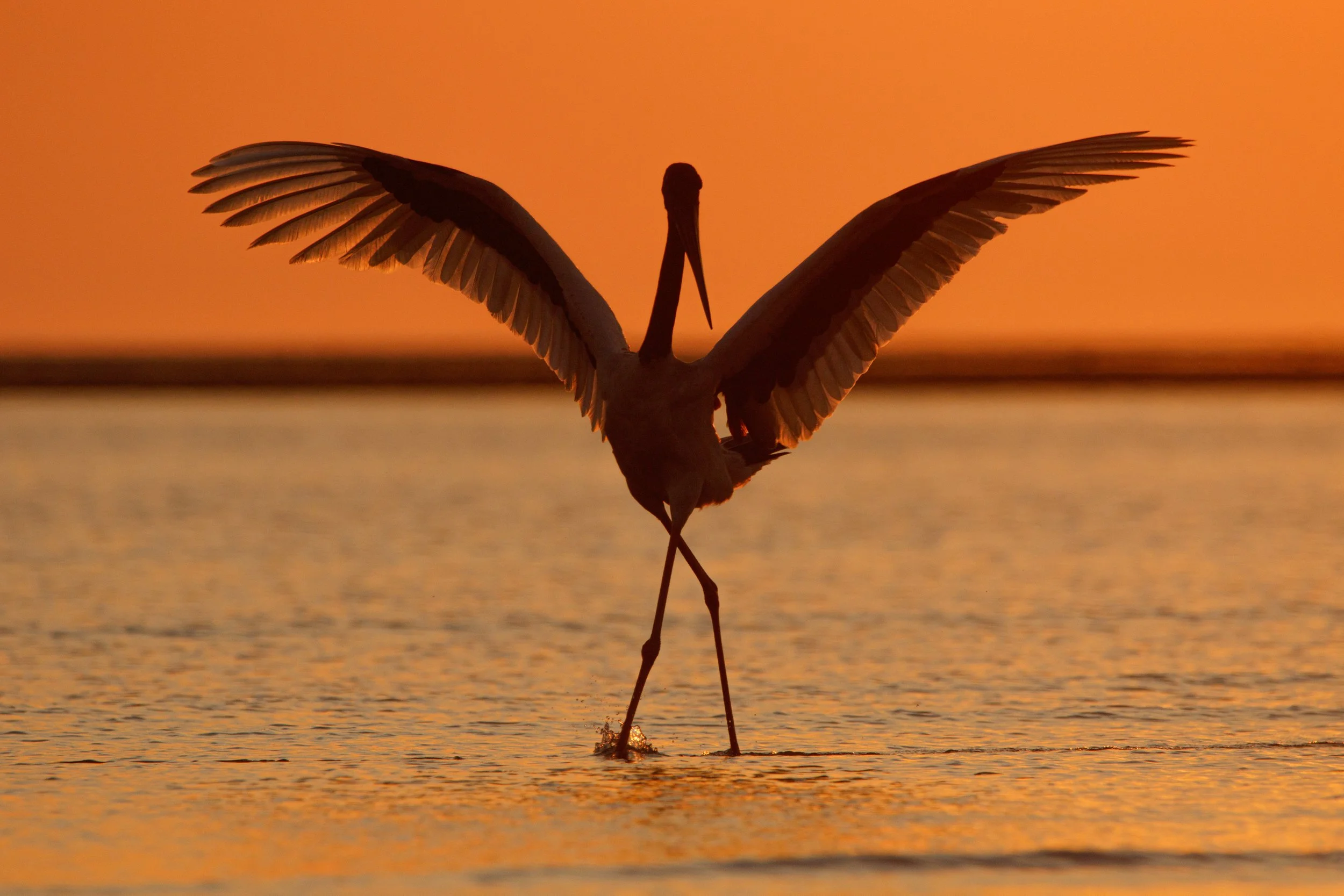 Dancing sunset Jabiru.