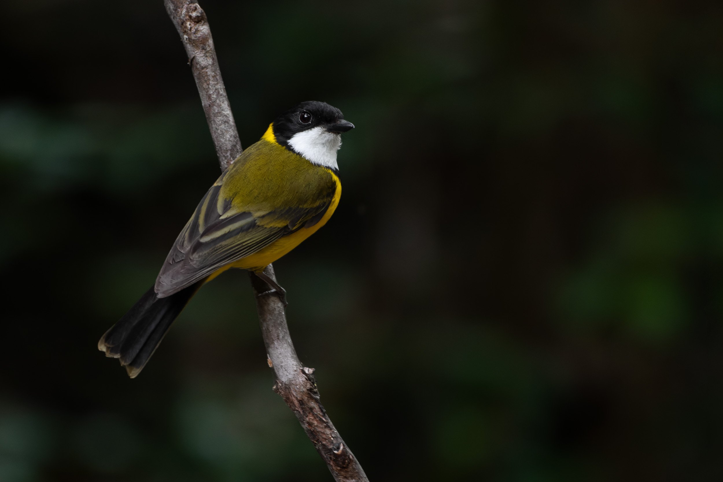 Golden Whistler, Tooloom, New South Wales.