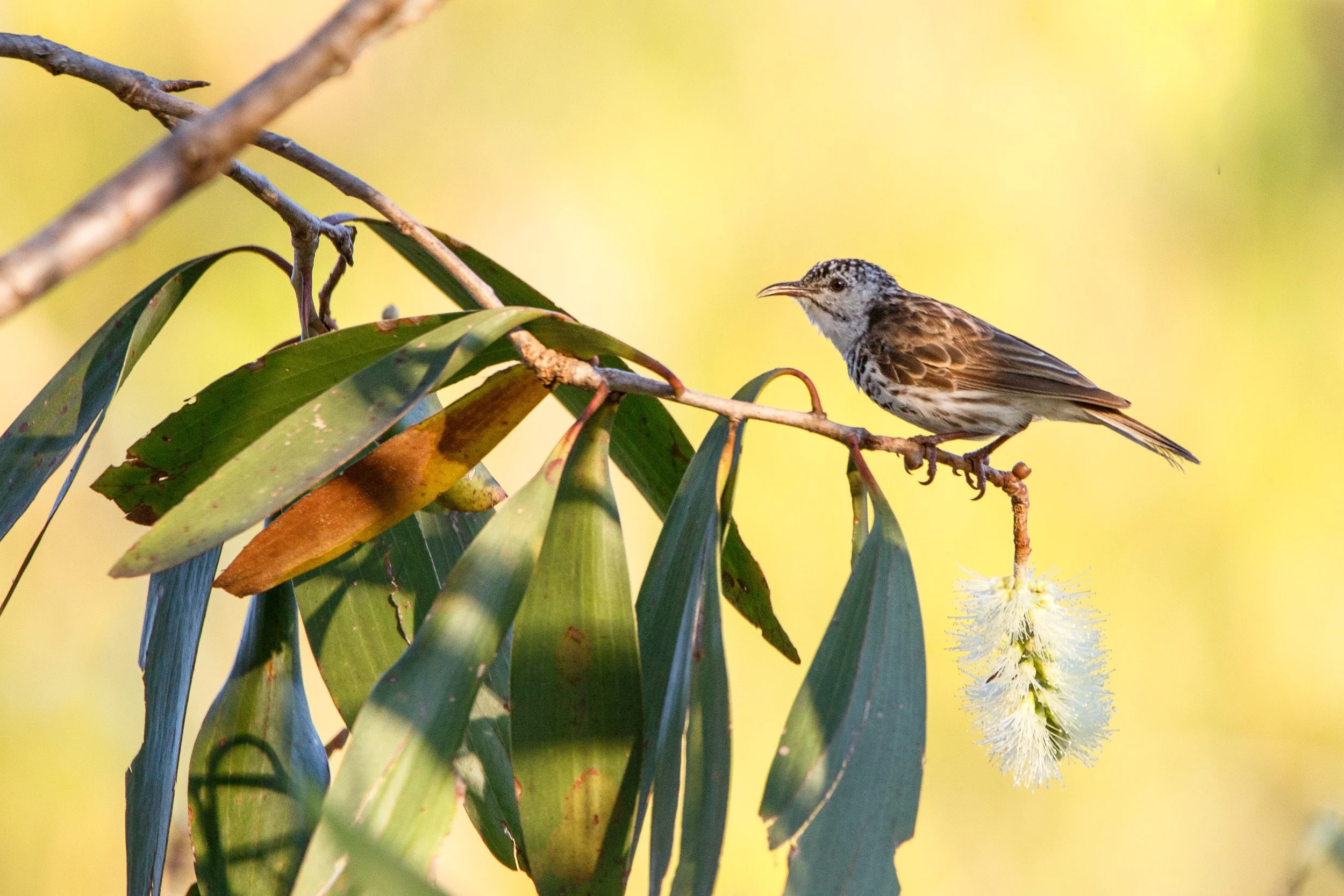 Bar-breasted Honeyeater, Northern Territory.