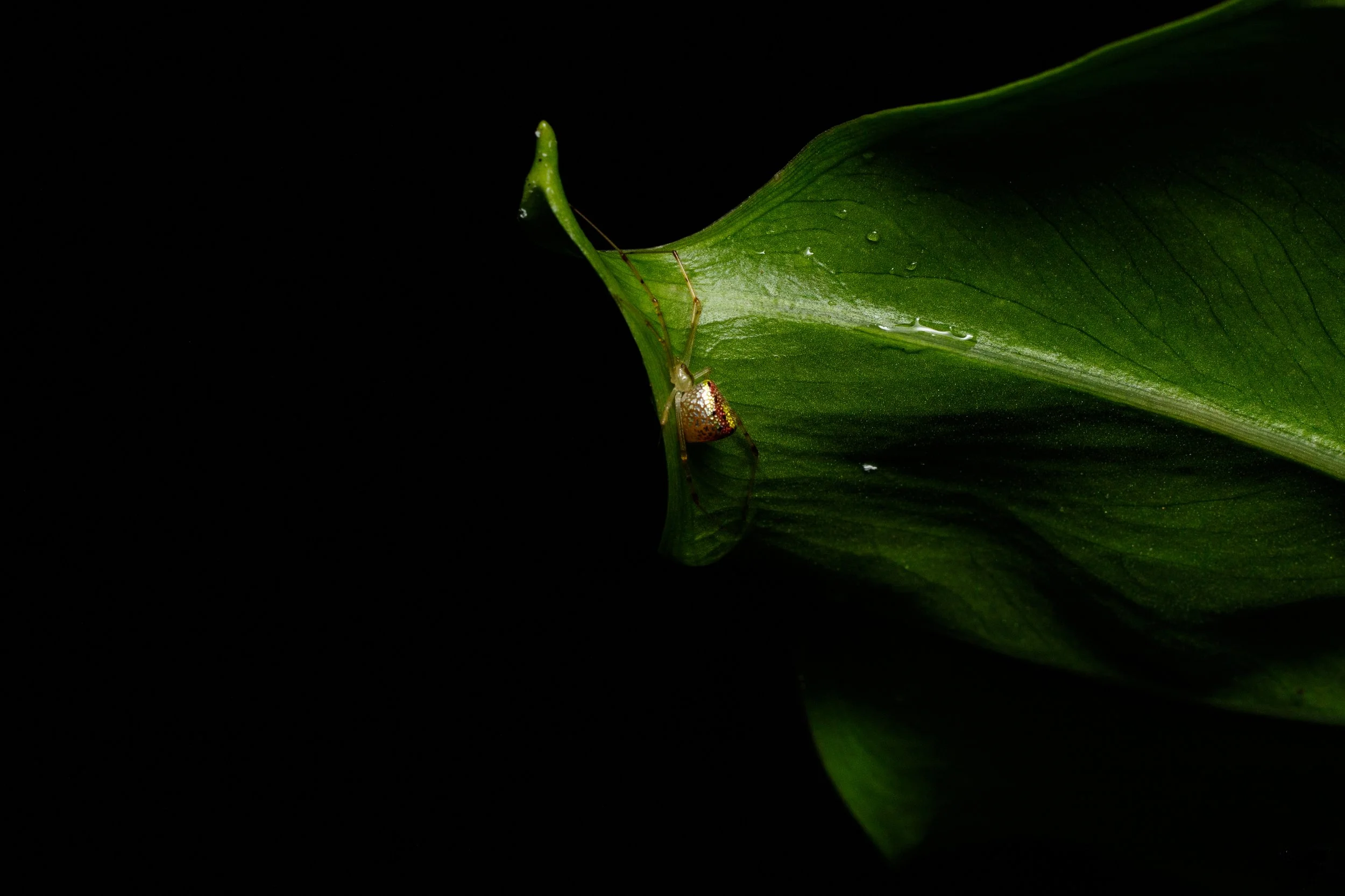 Murray Kelman Photography - image-61.jpg