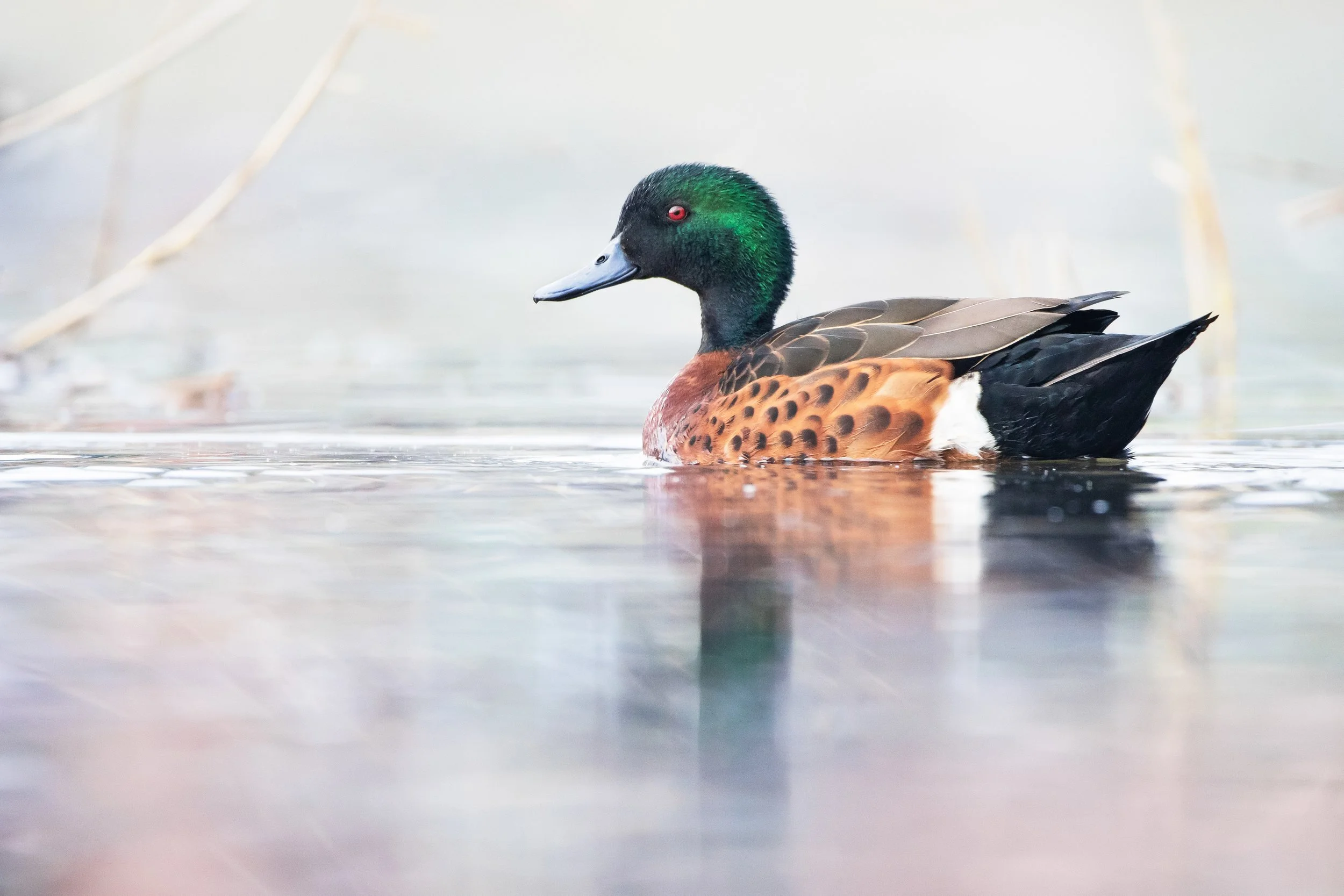 Chestnut Teal