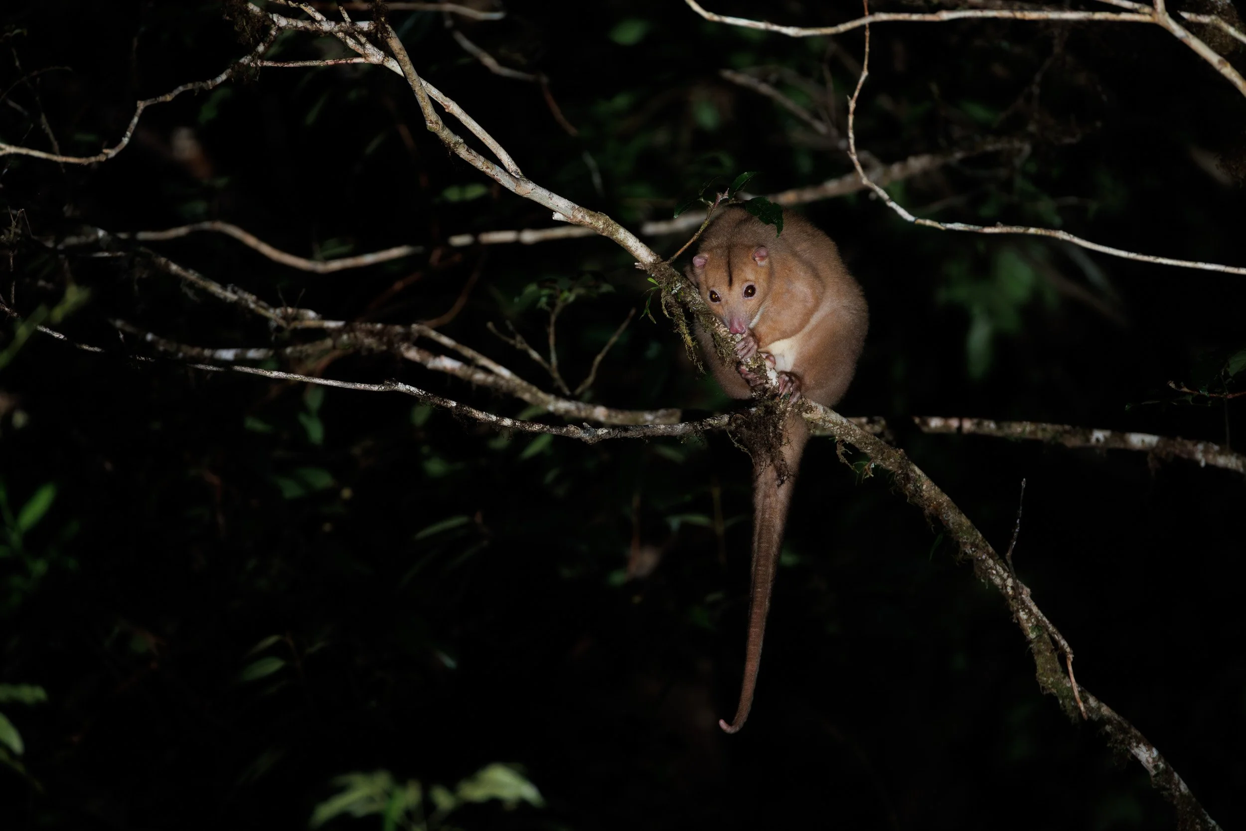 Lemuroid Ringtail Possum, Mt Lewis, Queensland.