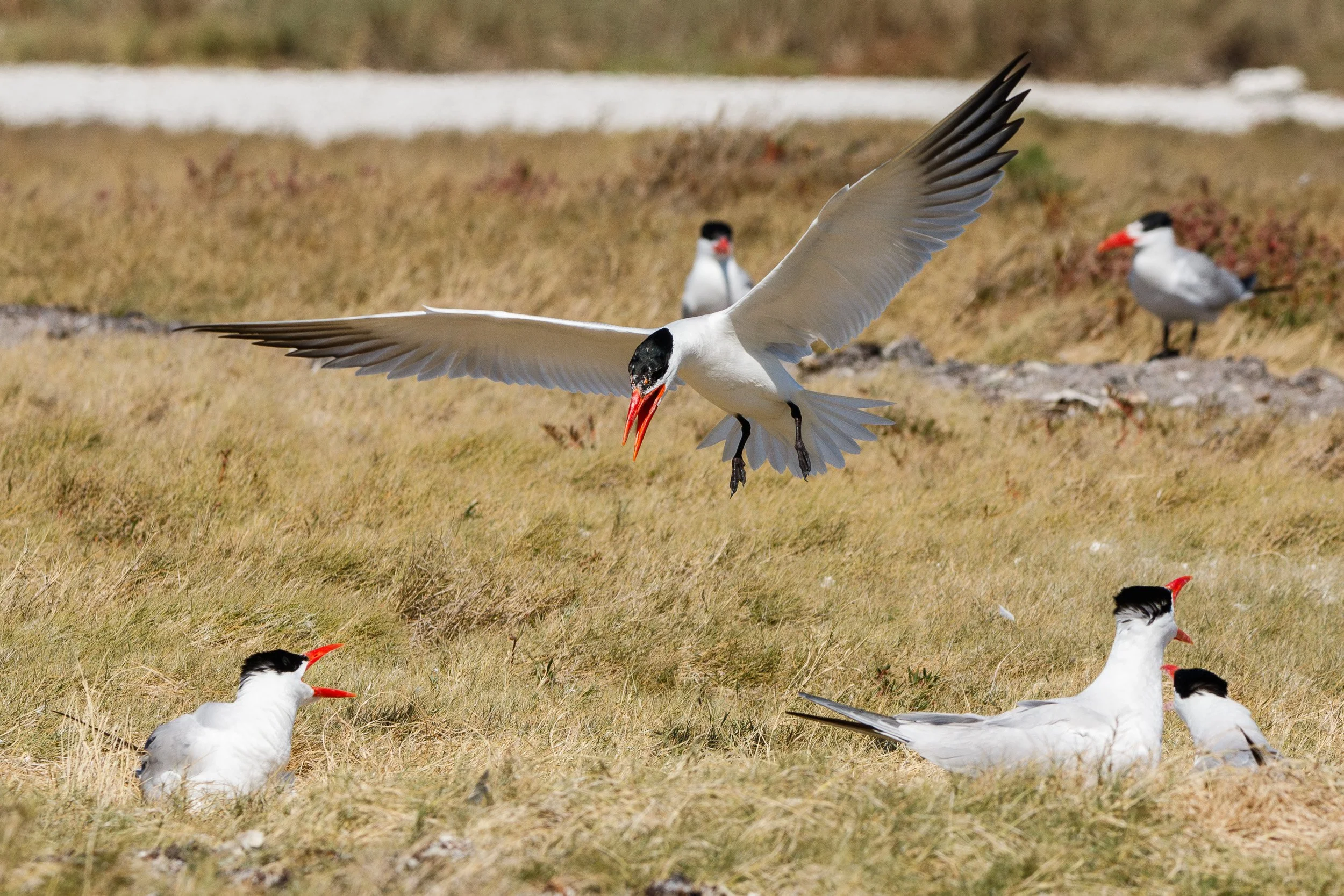 Caspian Terns, Lacepede Islands, Kimberley, Western Australia.