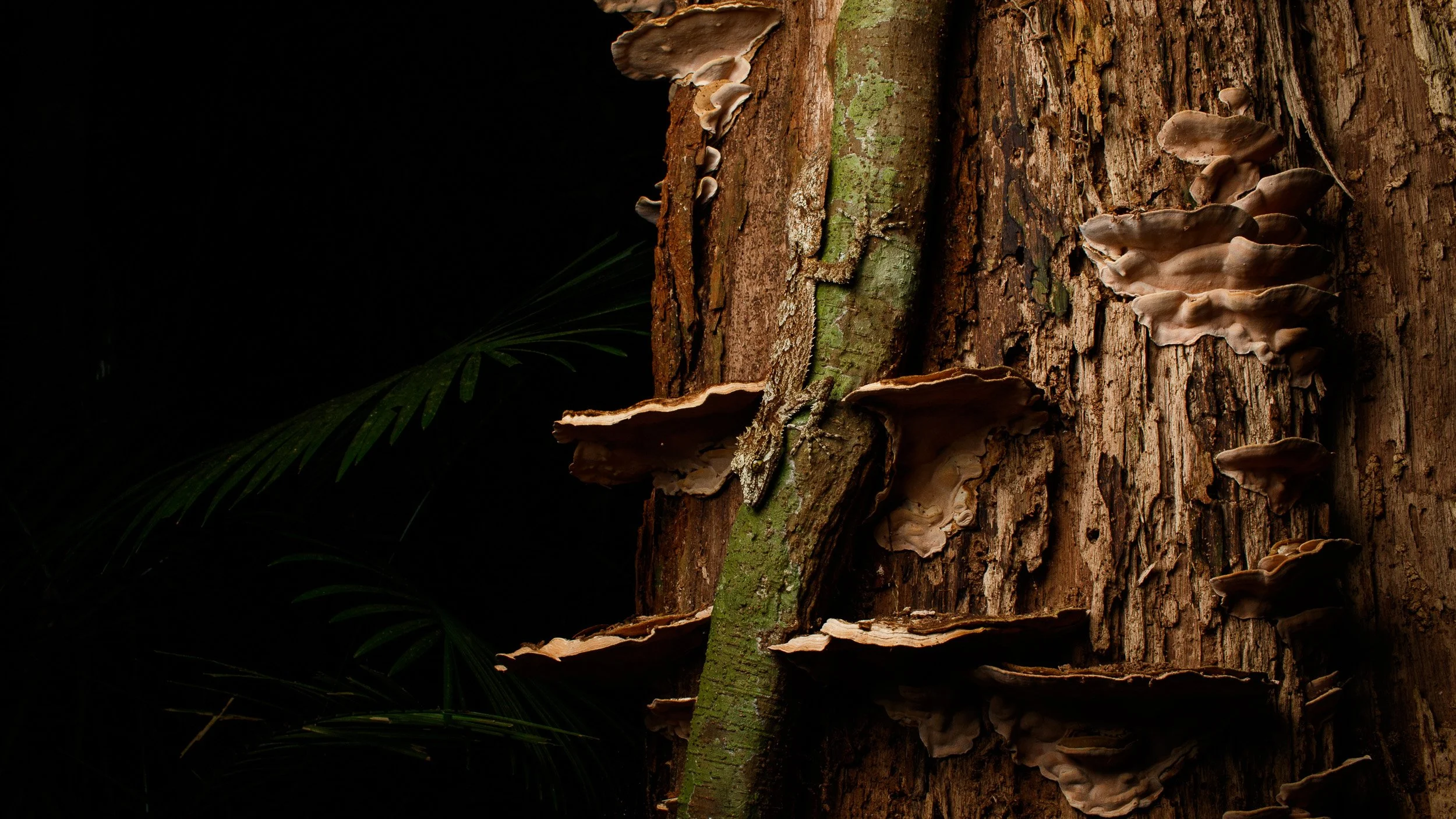 Northern Leaf-tailed Gecko, Davies Creek, Queensland.