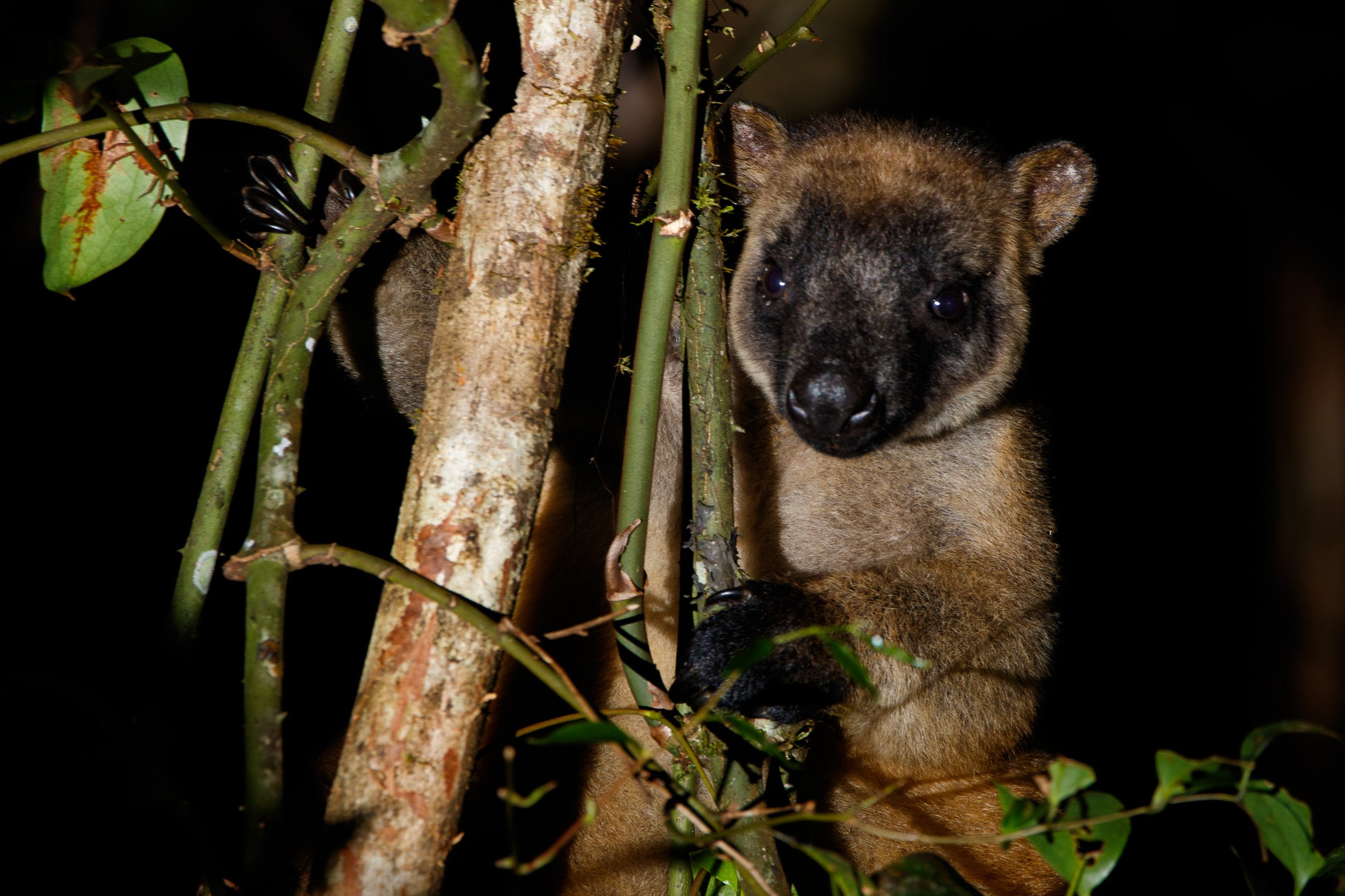 Lumholtz's Tree-kangaroo, Mt Hypipamee National Park, Queensland.