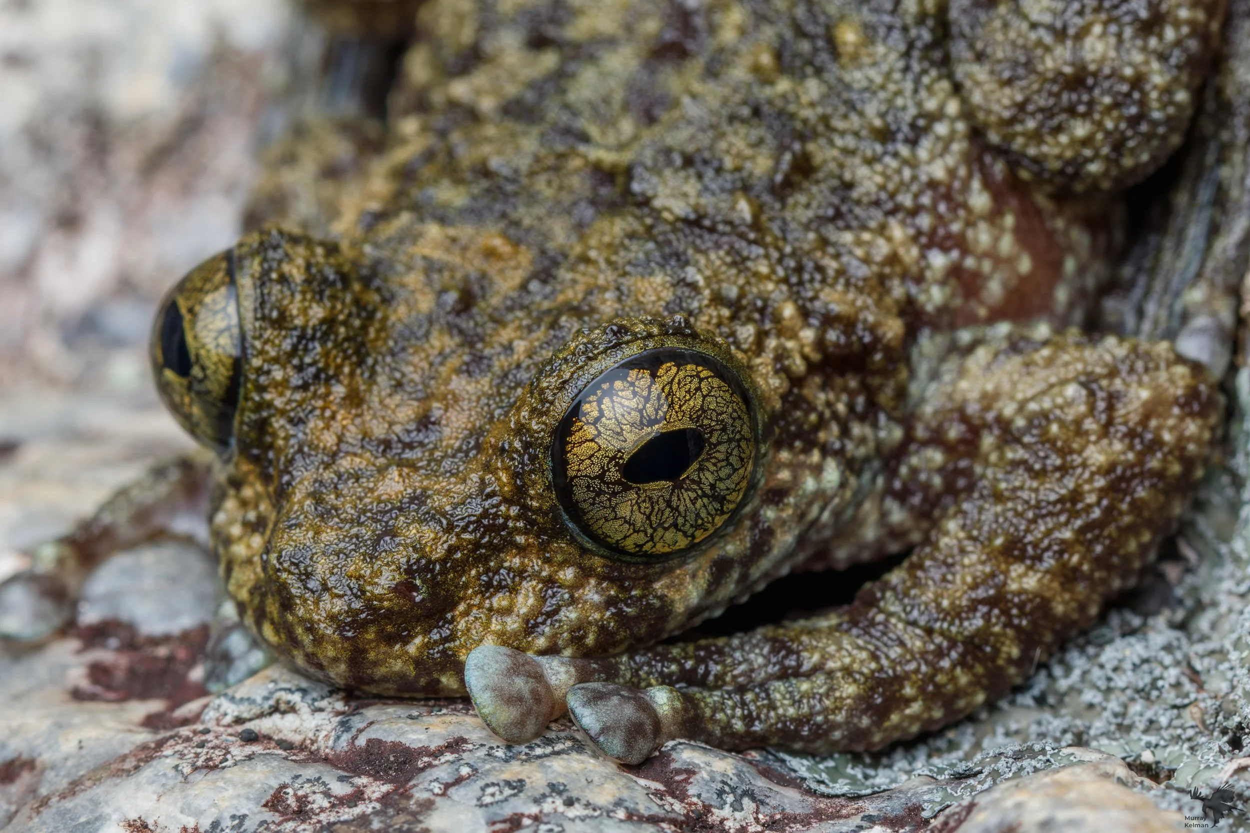 Murray Kelman Photography - image-50.jpg