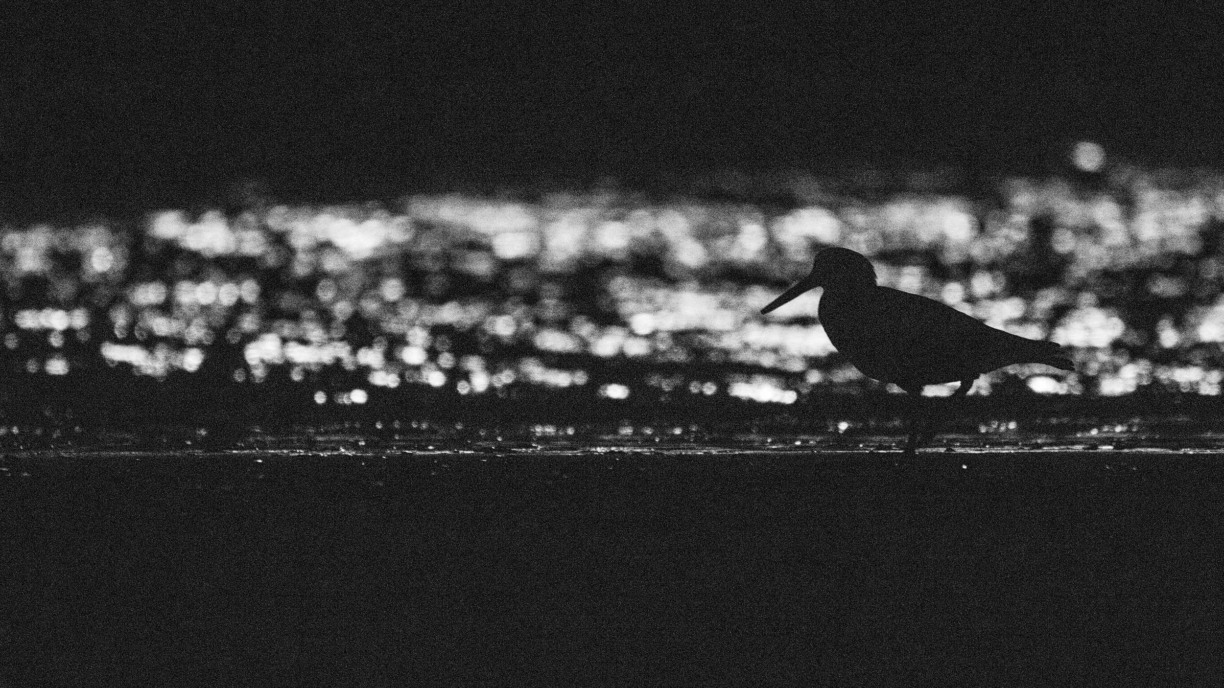 Sooty oystercatcher in the middle of the night with the moon lighting up the water behind it. A concept I'd like to play with