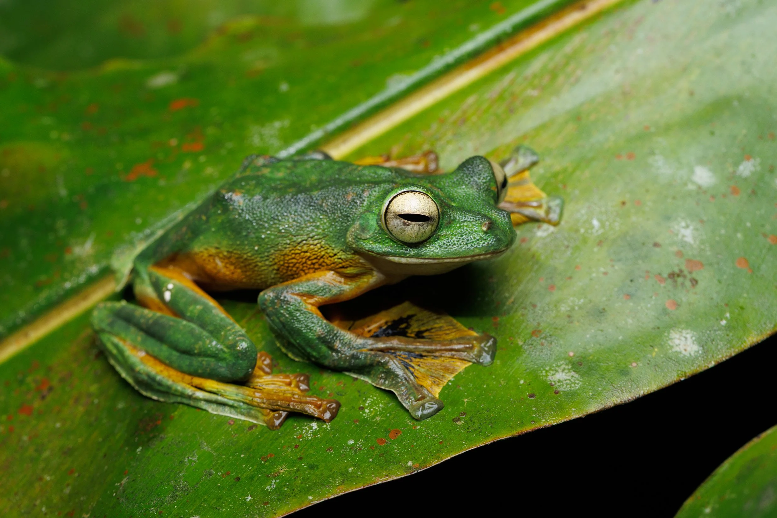 Wallace's Flying Frog, Danum Valley, Borneo, Malaysia.