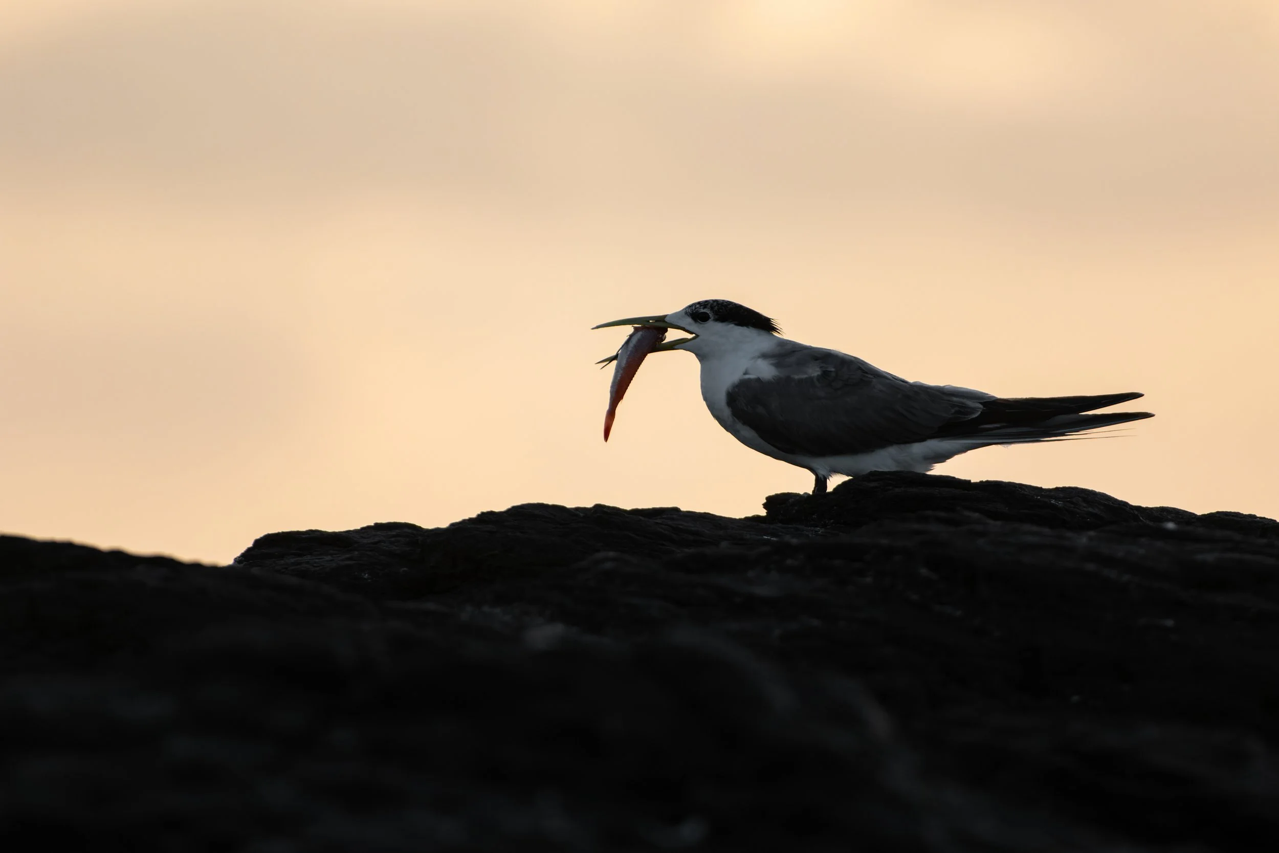 tern with a big fish