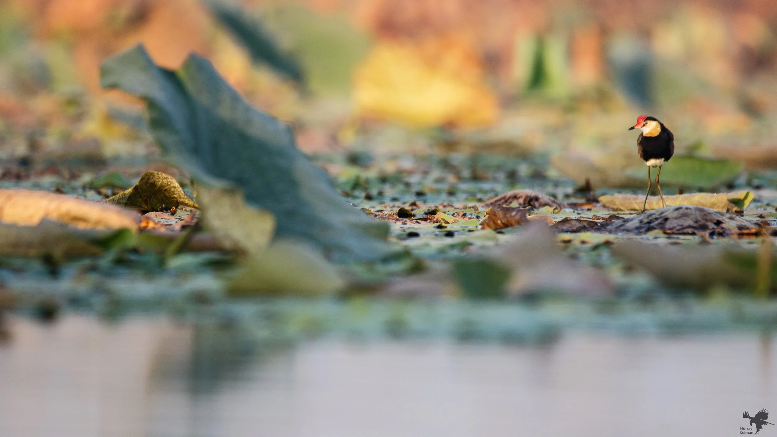 Jacana at fogg dam