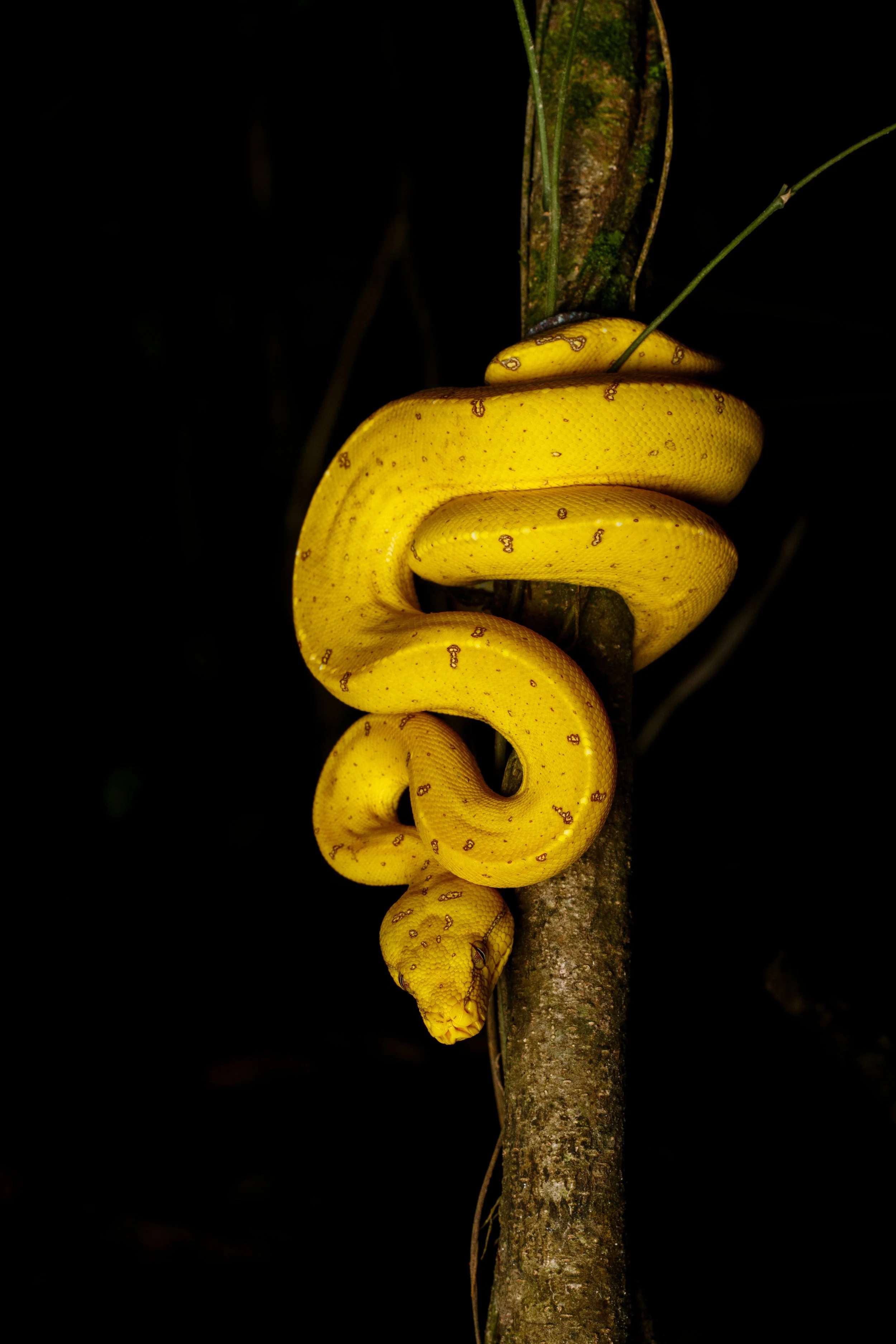 Green Tree Python juv