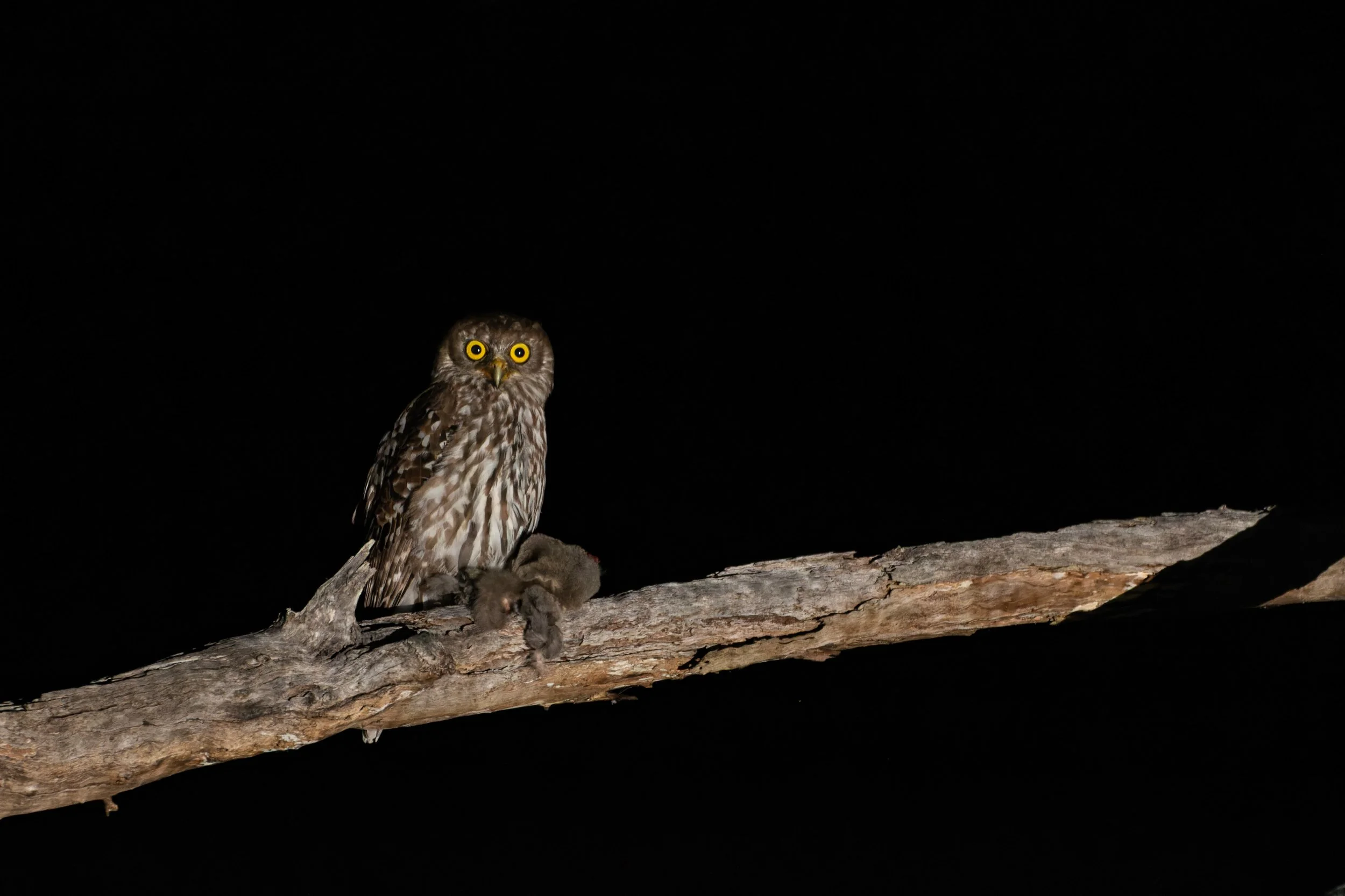 Murray Kelman Photography - image-129.jpg