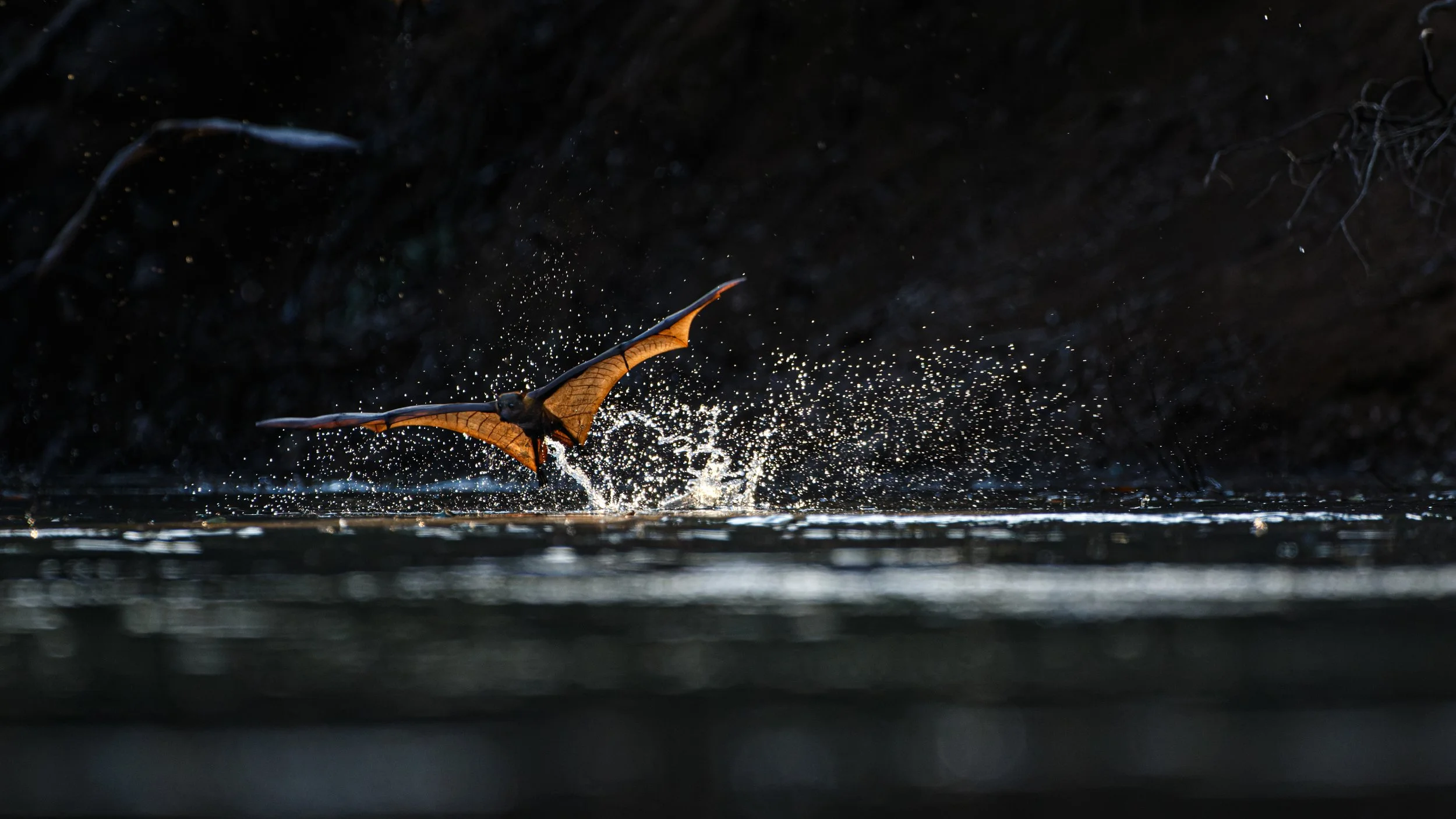 Murray Kelman Photography - image-75.jpg