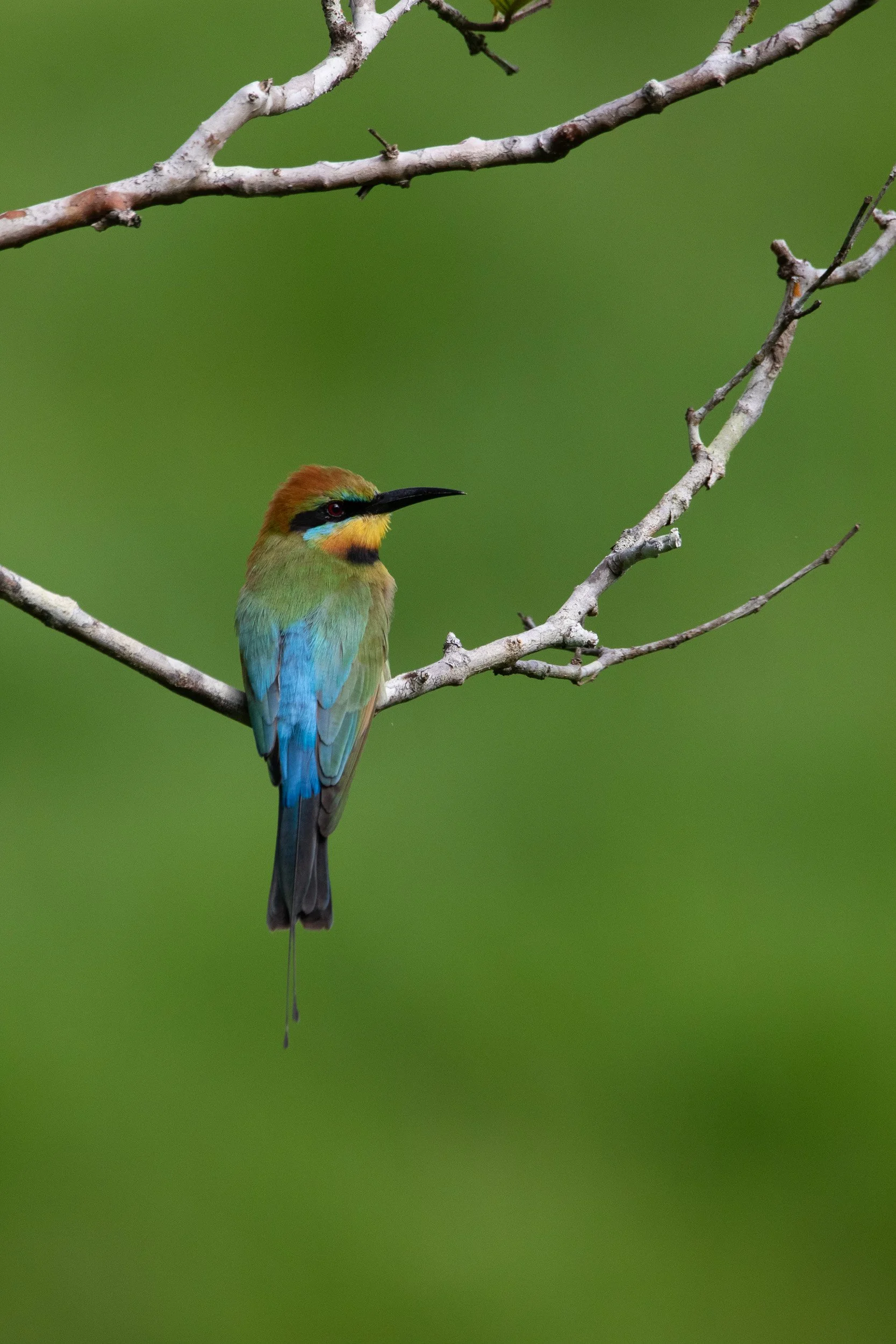Rainbow Bee-eater.
