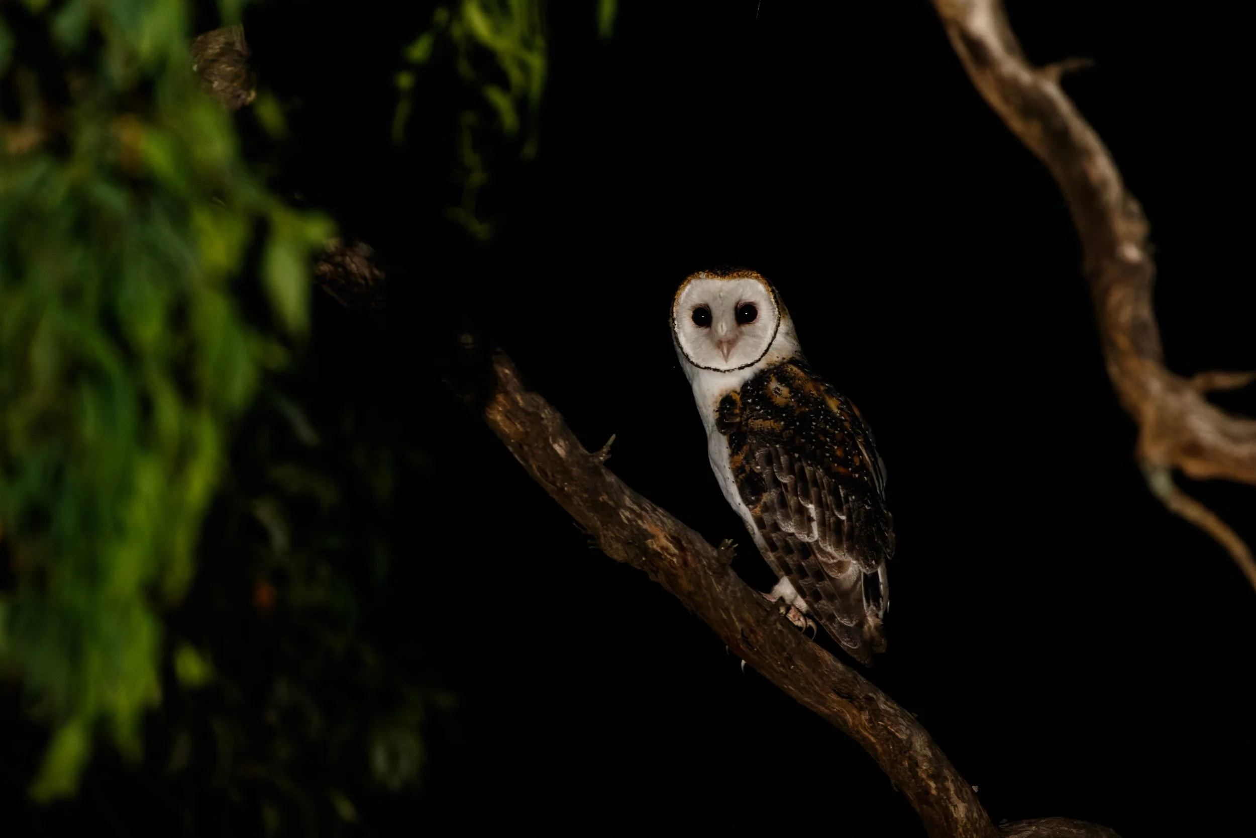 Masked Owl near home