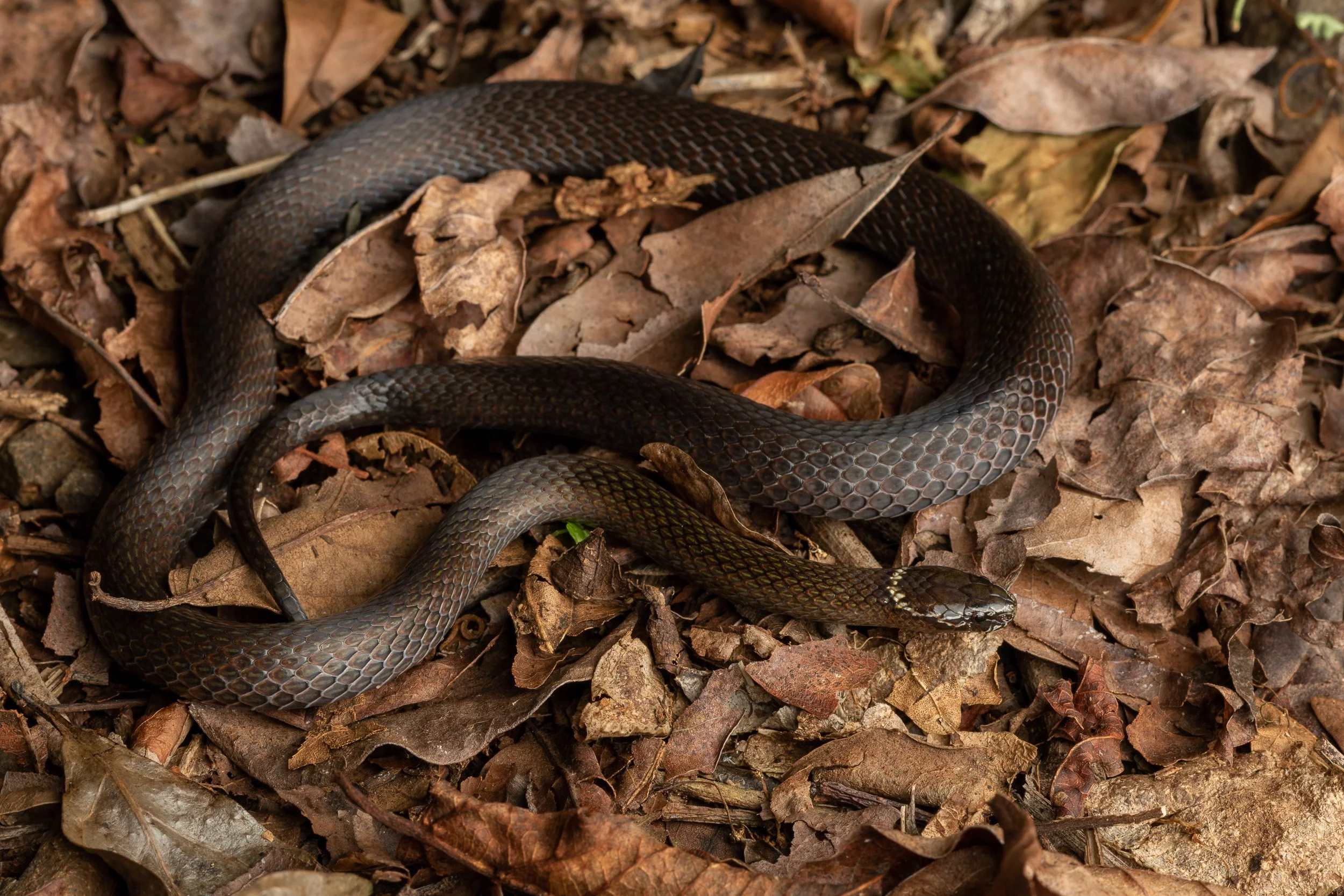 Dwarf Crowned Snake, Tooloom, New South Wales.