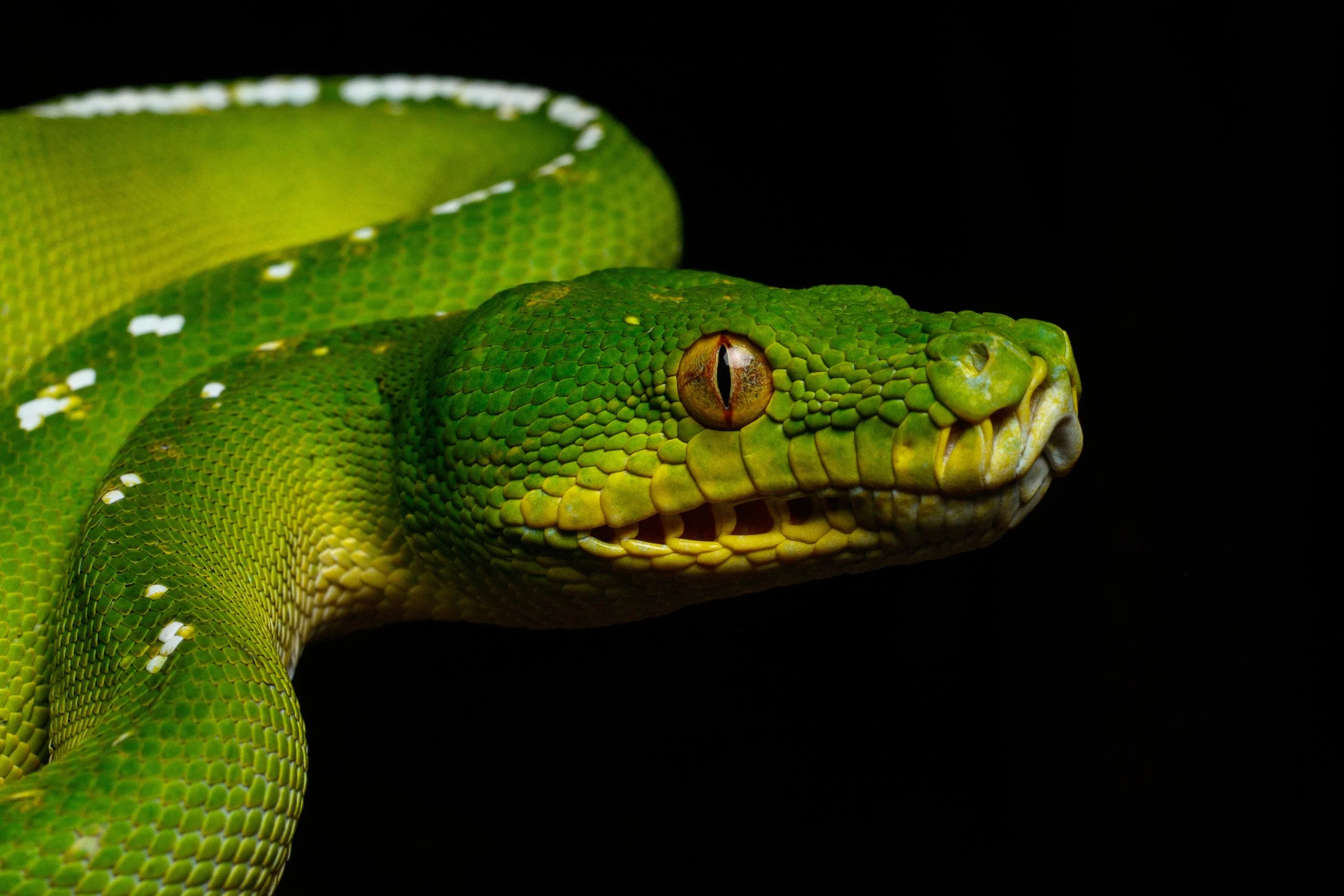 Green Python, Iron Range National Park, Queensland.