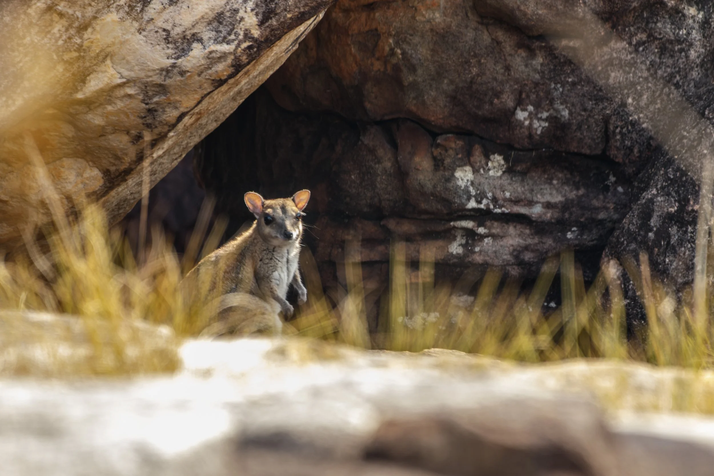 Monjon - smallest spp. of rock wallaby 
