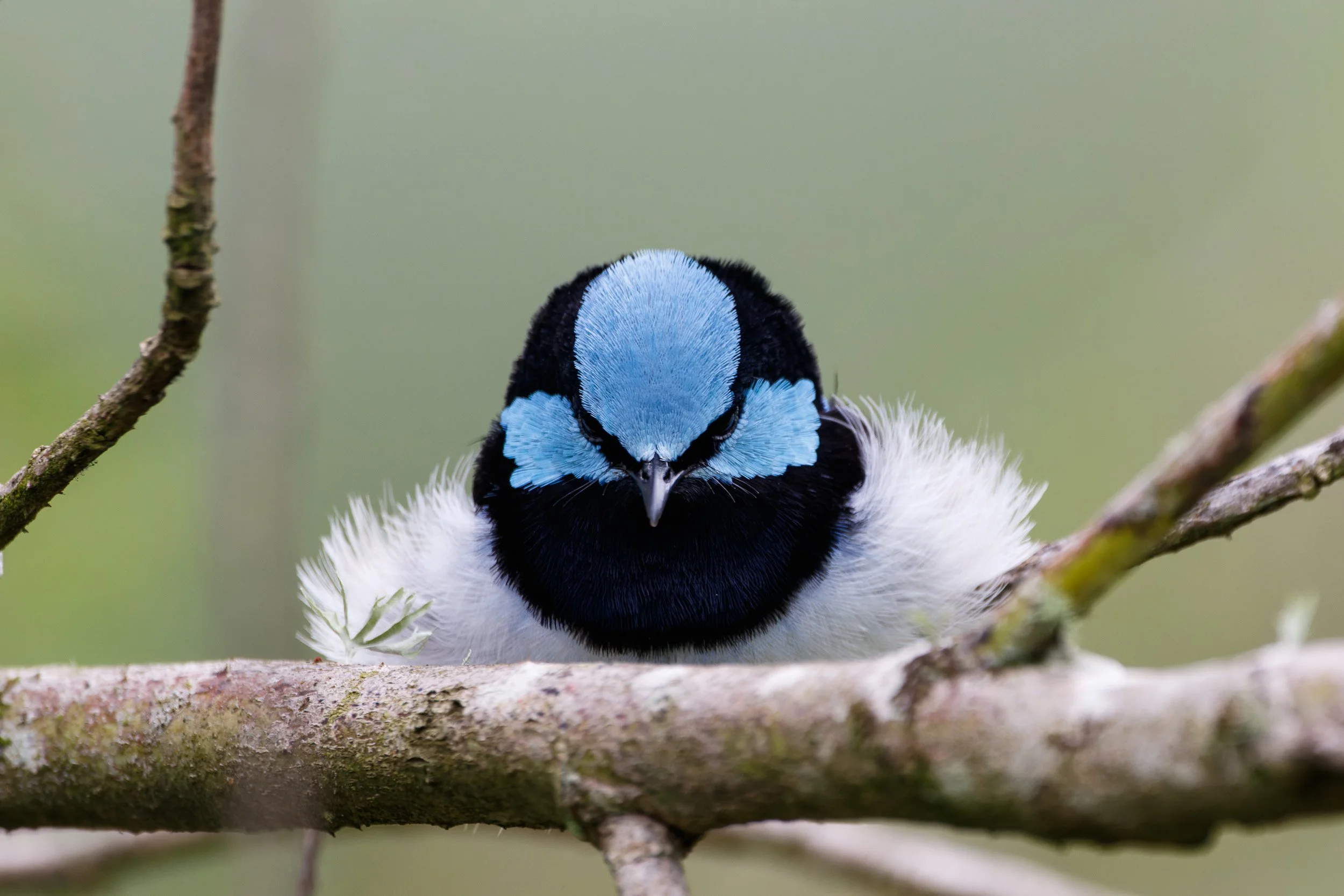 Superb Fairywren, Tooloom, New South Wales.