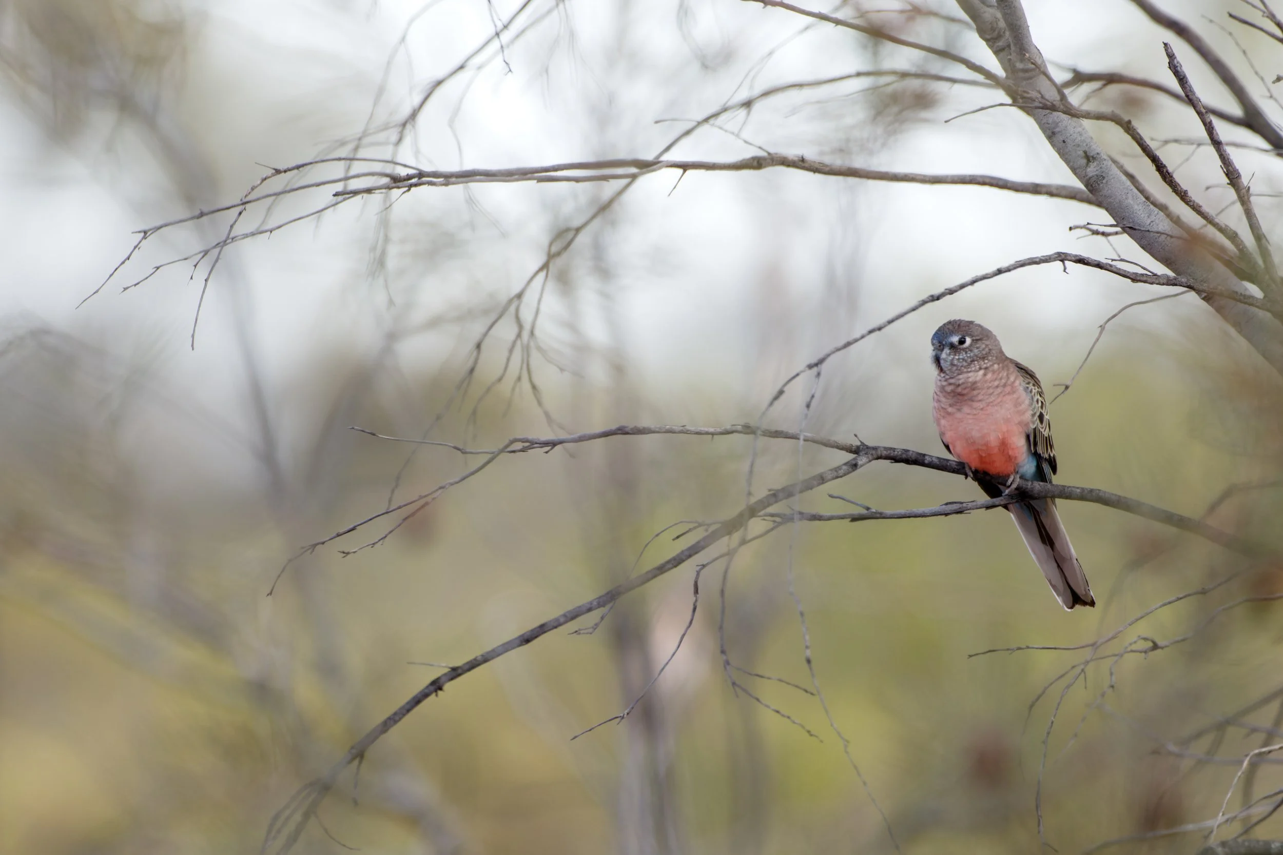 Bourkes Parrot. 