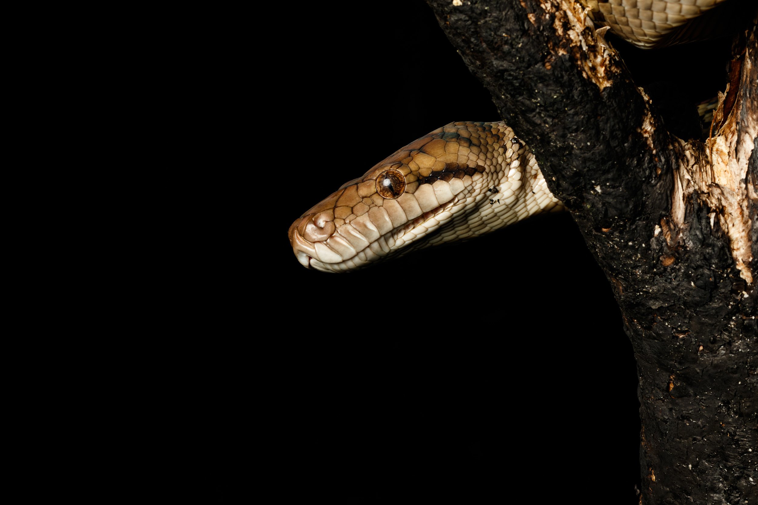 Scrub Python, Atherton Tablelands, Queensland.