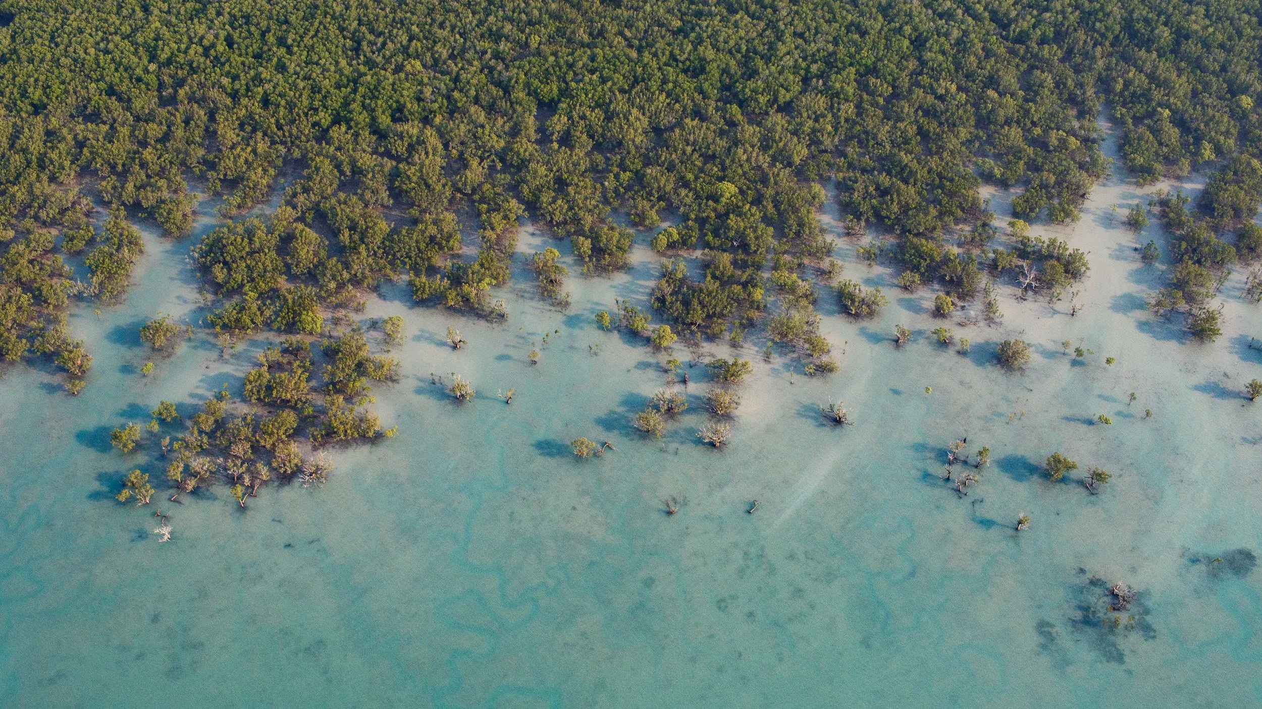 Mangroves from the air, Hunter River, Kimberley, Western Australia.