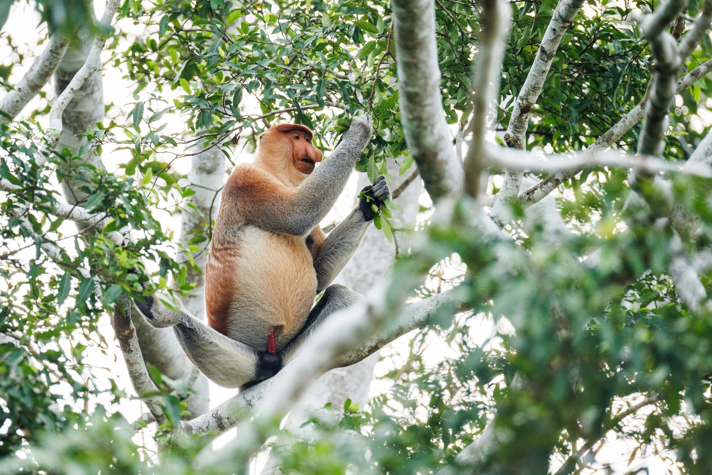 Proboscis Monkey, Kinabatangan River, Borneo, Malaysia.