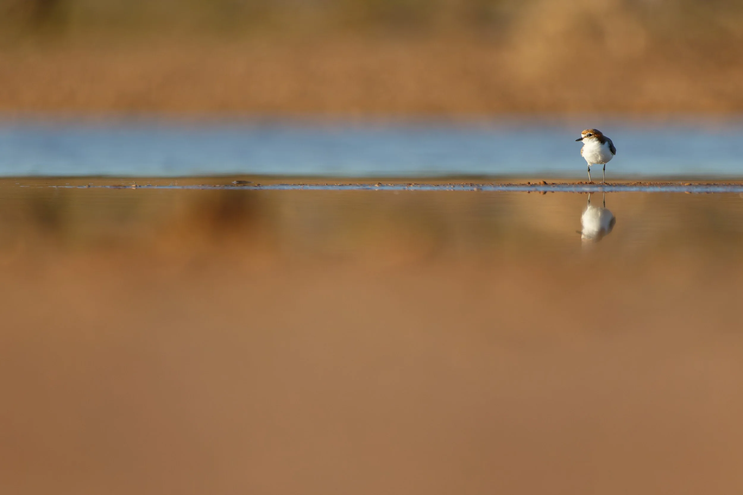 Red-capped Plover, Currawinya National Park, Queensland.