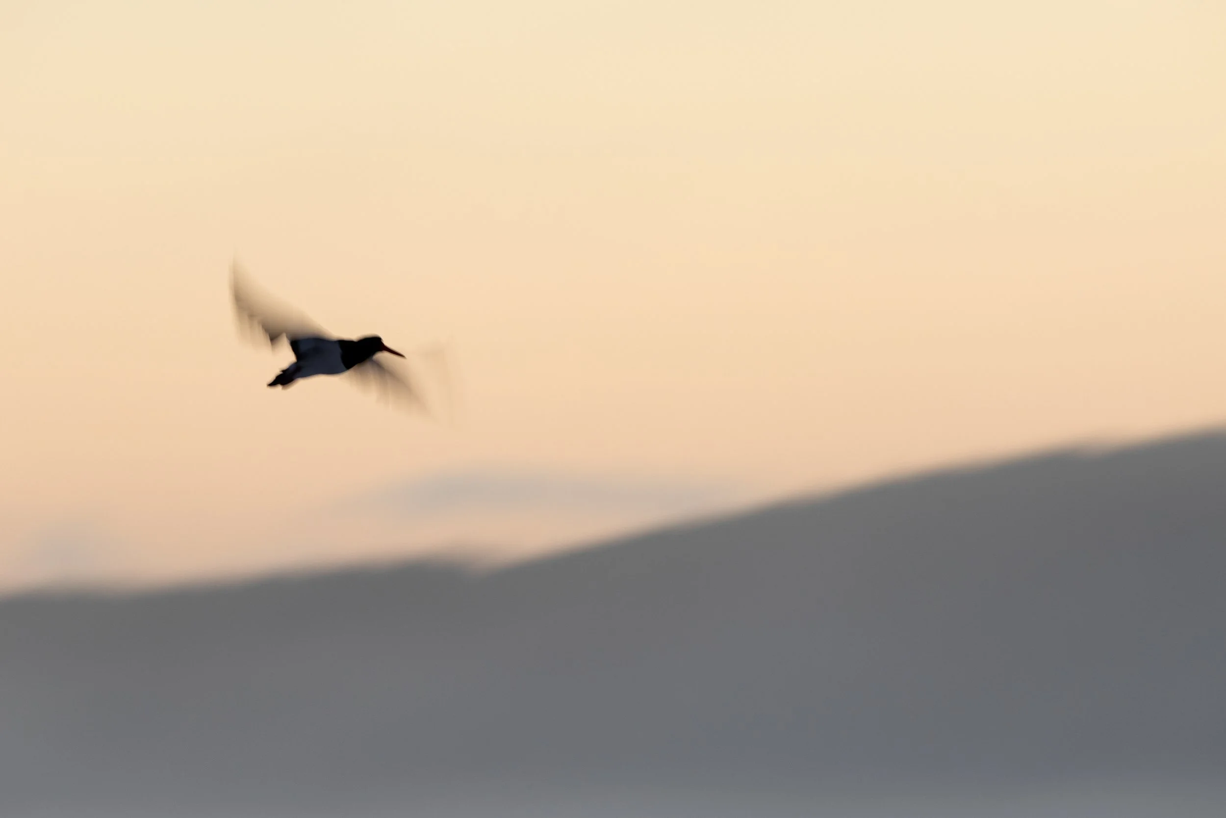 Slow ss oystercatcher