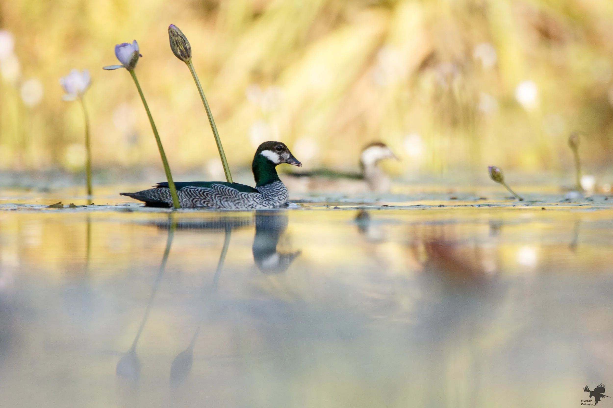 Murray Kelman Photography - image-101.jpg