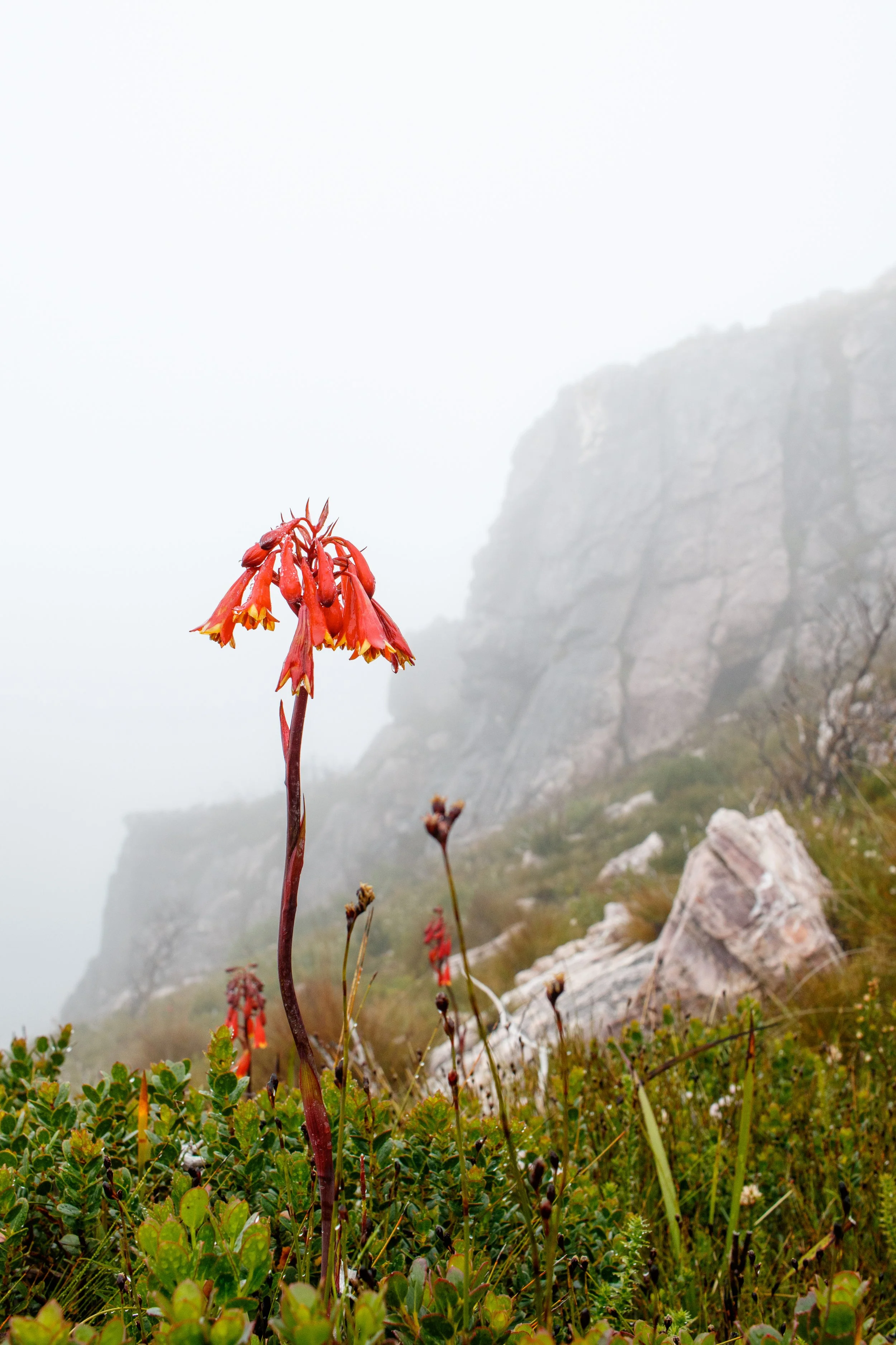 Murray Kelman Photography - image-30.jpg