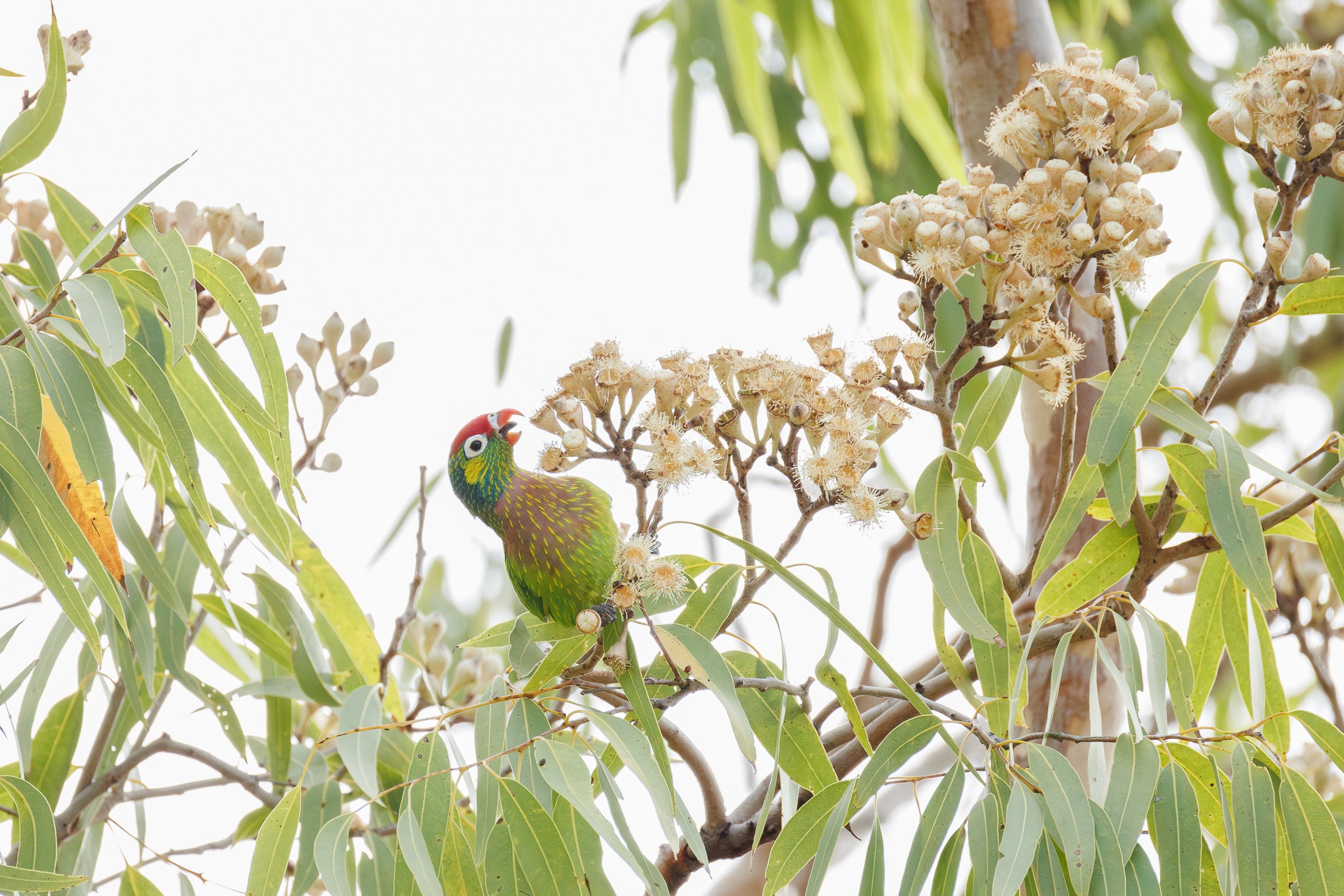 Varied Lorikeet, Queensland.