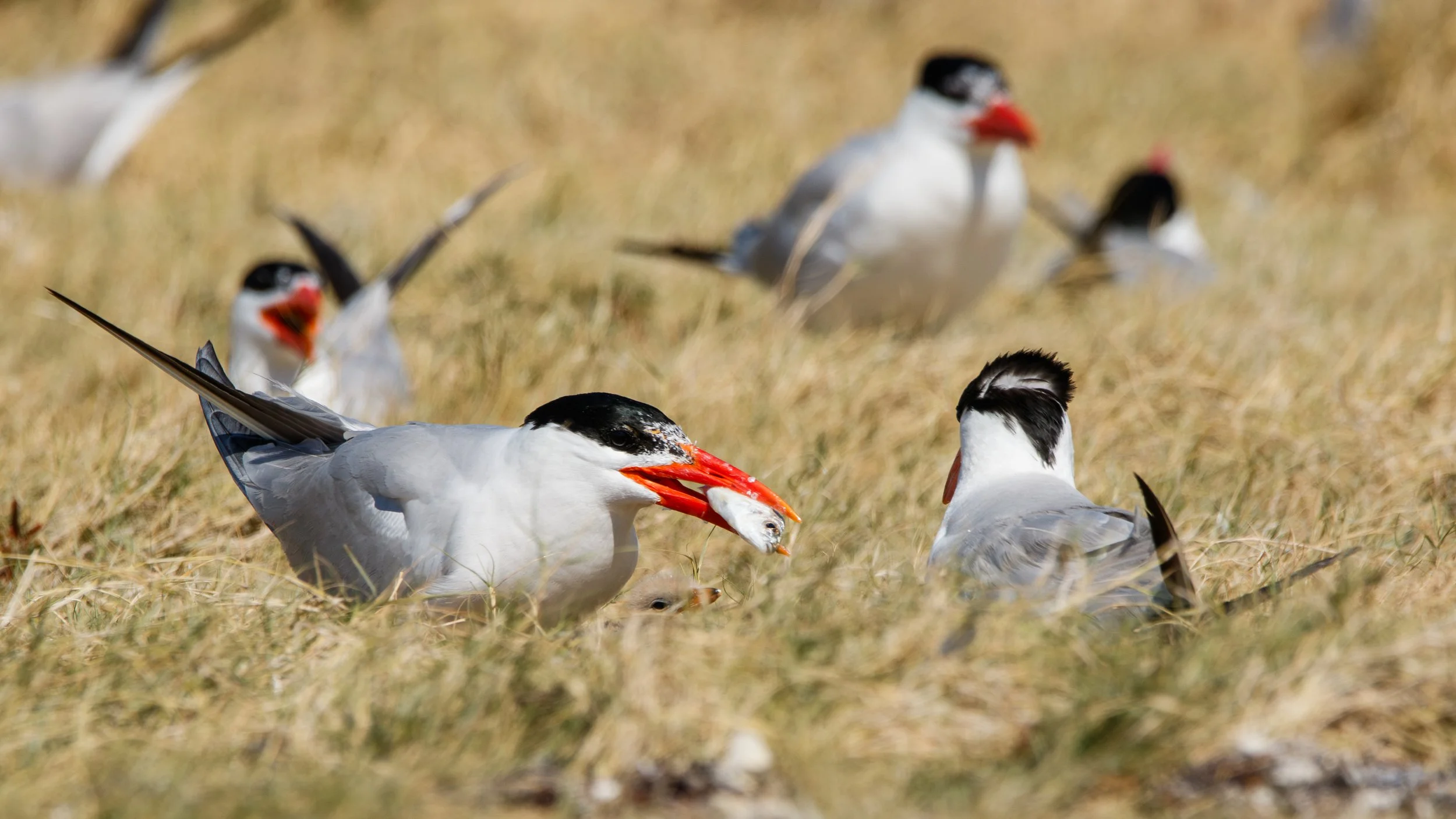 Caspian Tern feeding it's chick an oversized fish