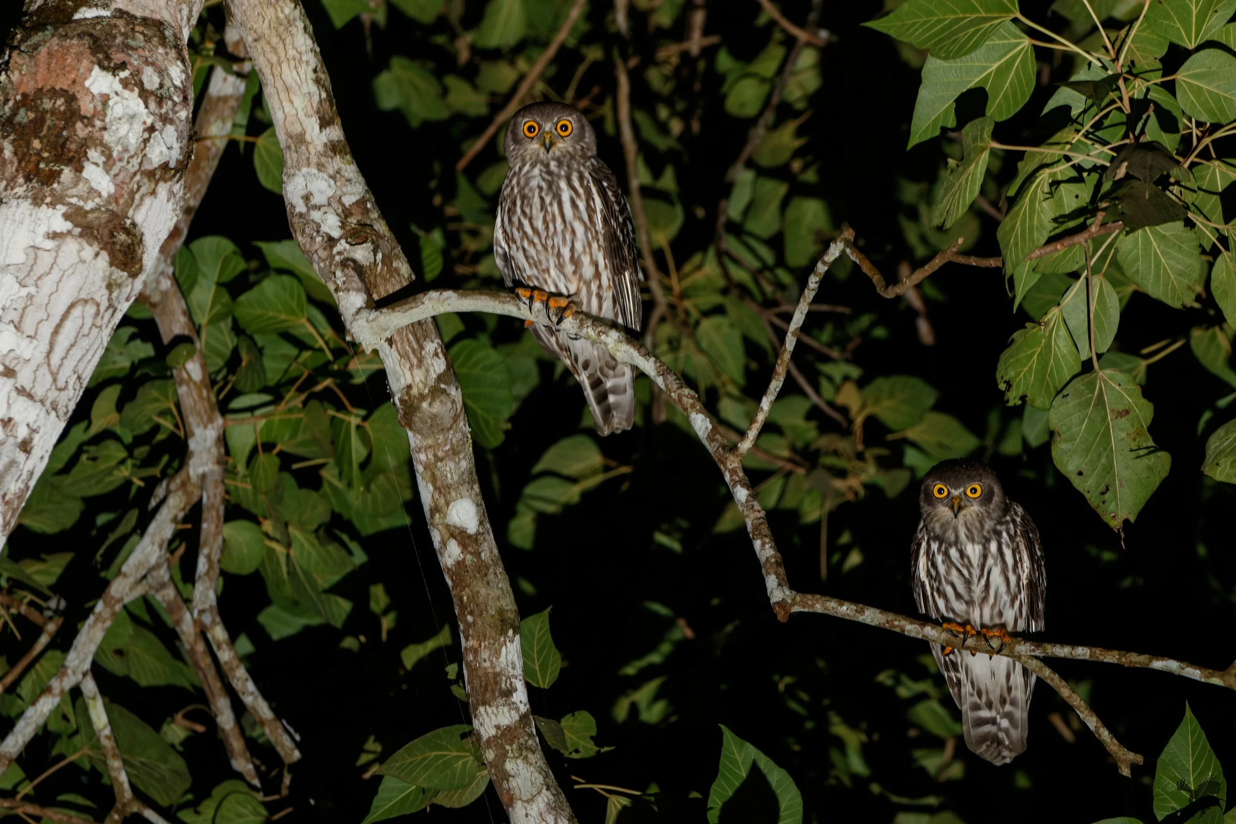 barking owls in Kuranda