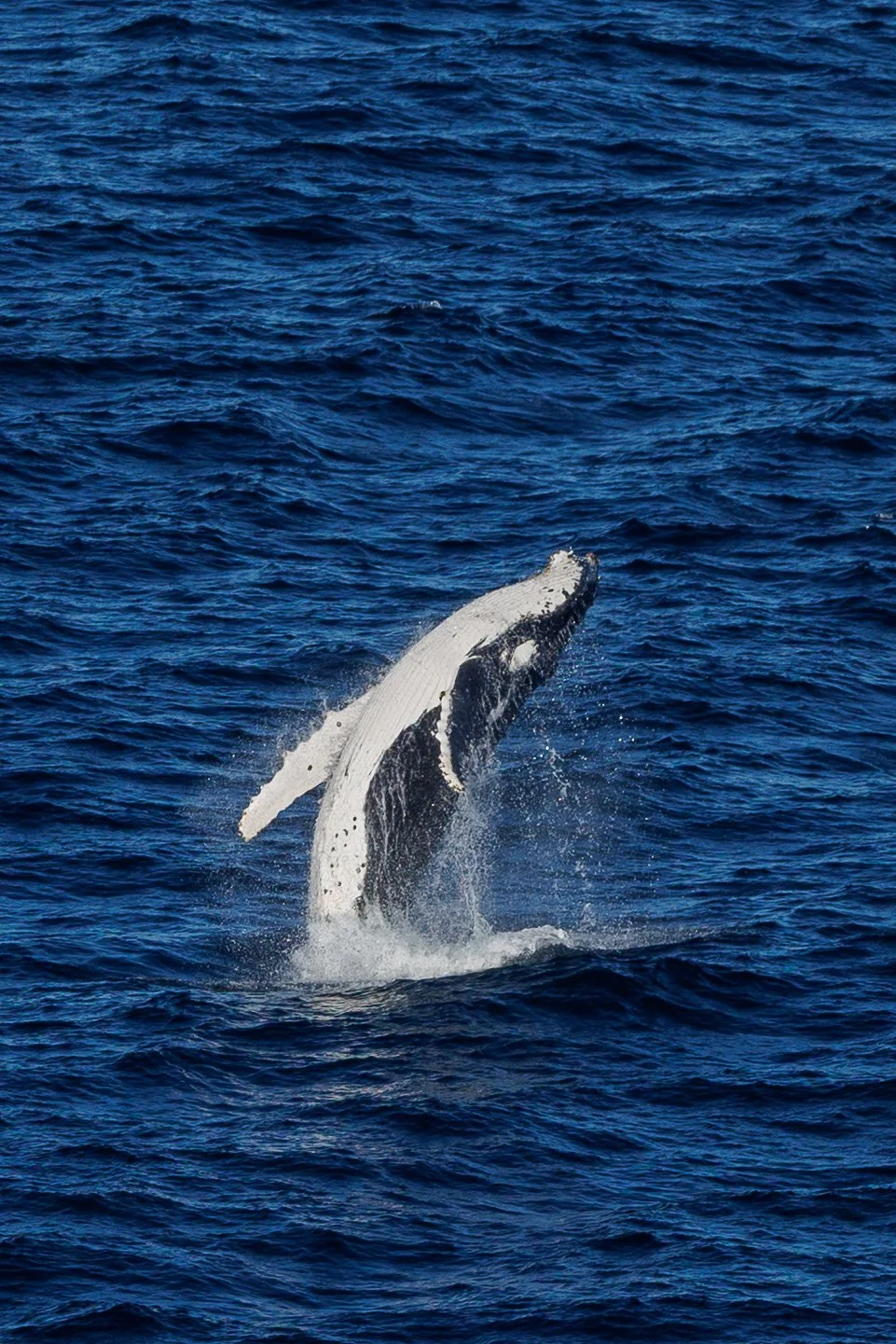 Humpback Whale breaching.