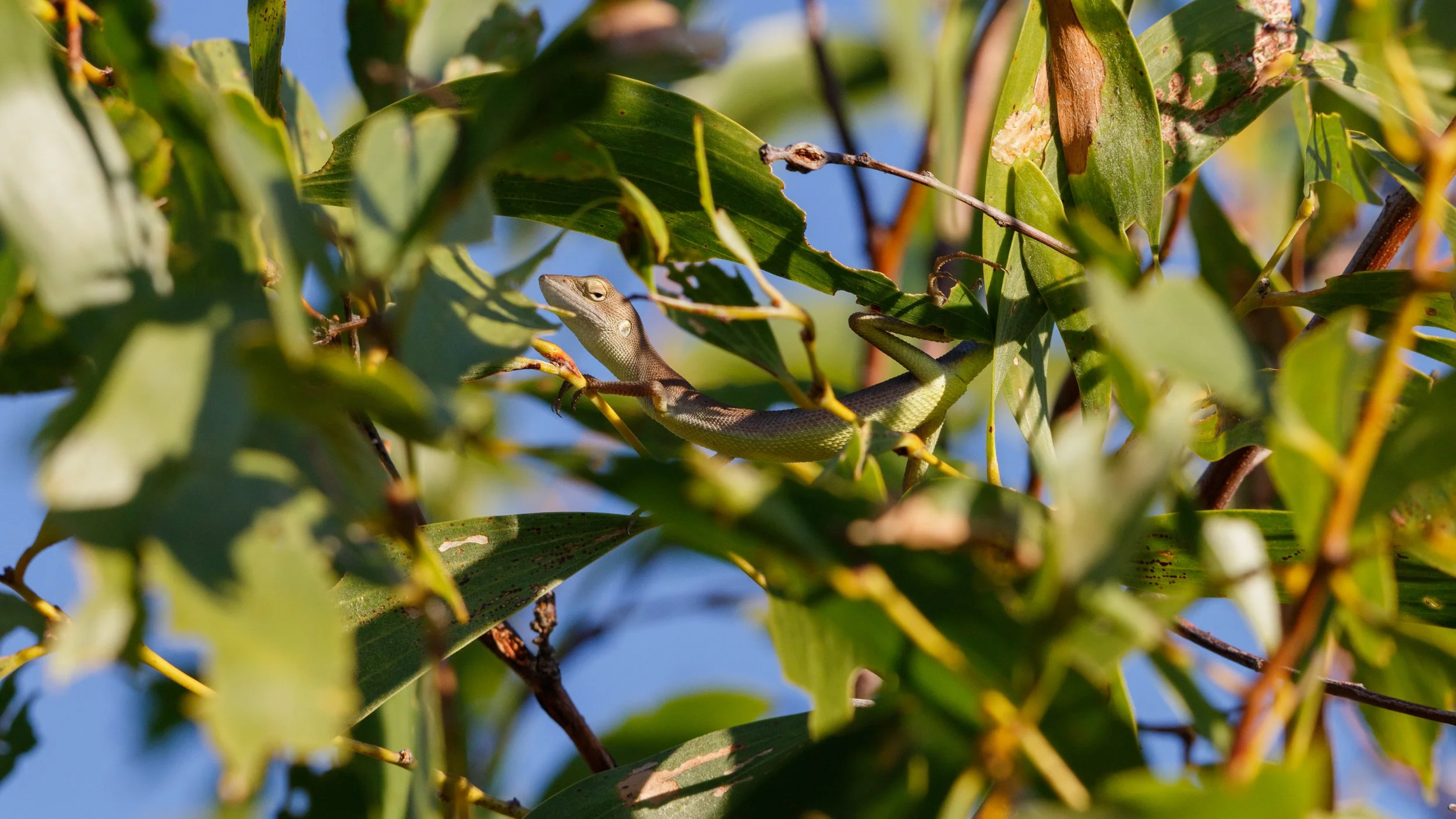 Superb Dragon. Kimberley endemic