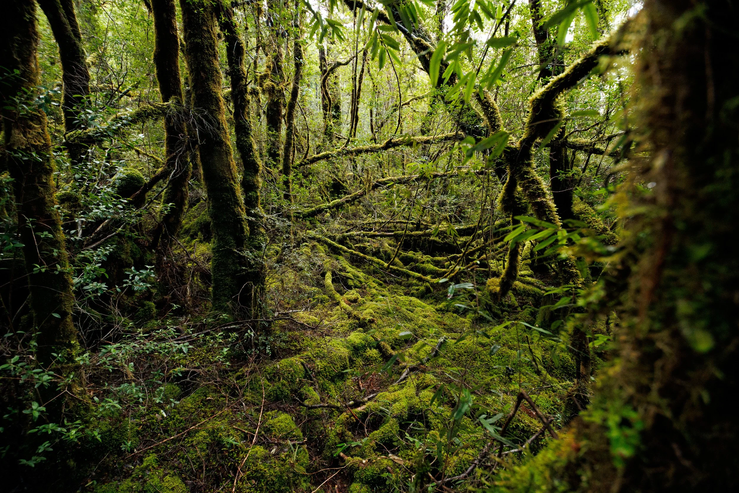 Moss-covered rainforest.