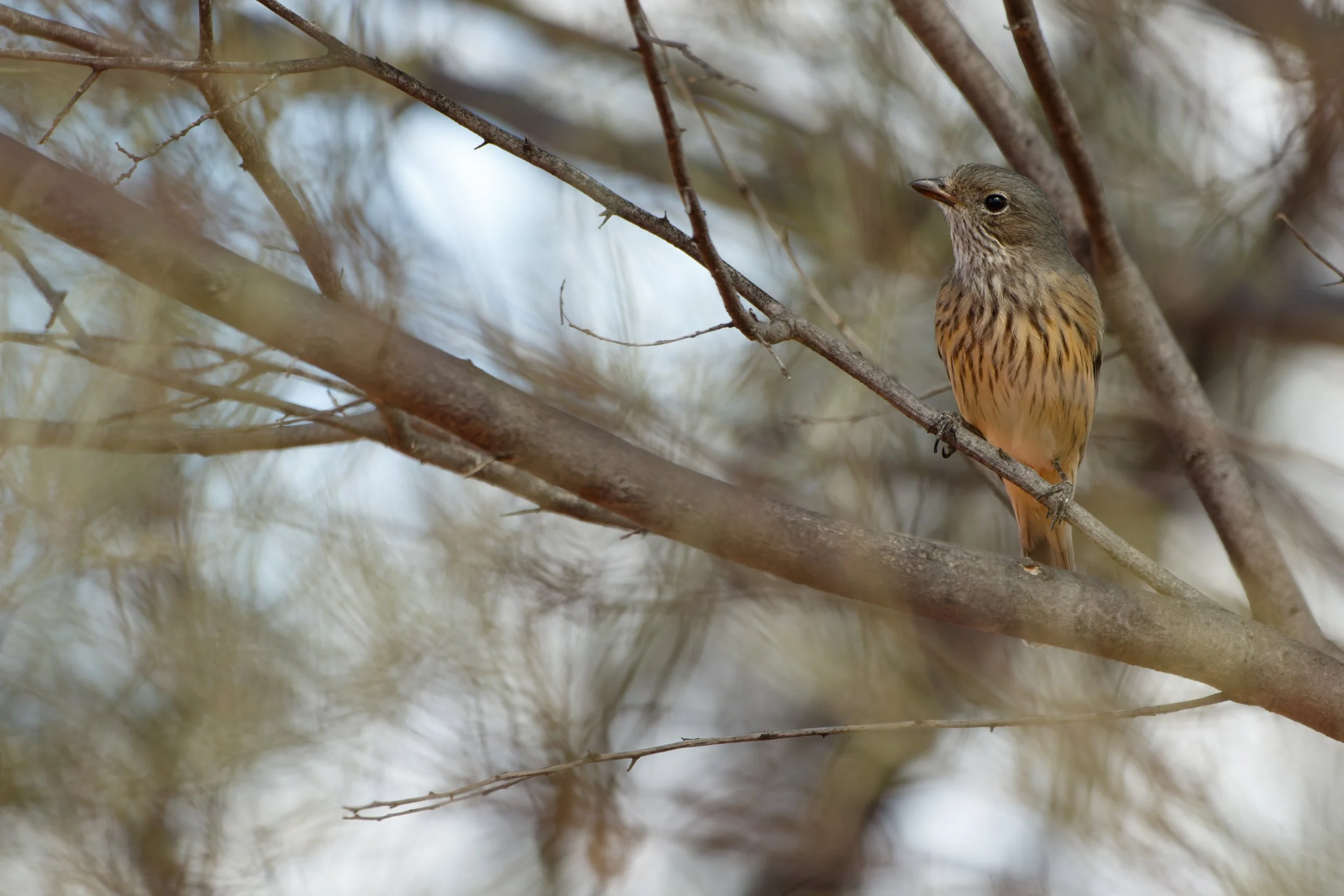 Rufous Whistler