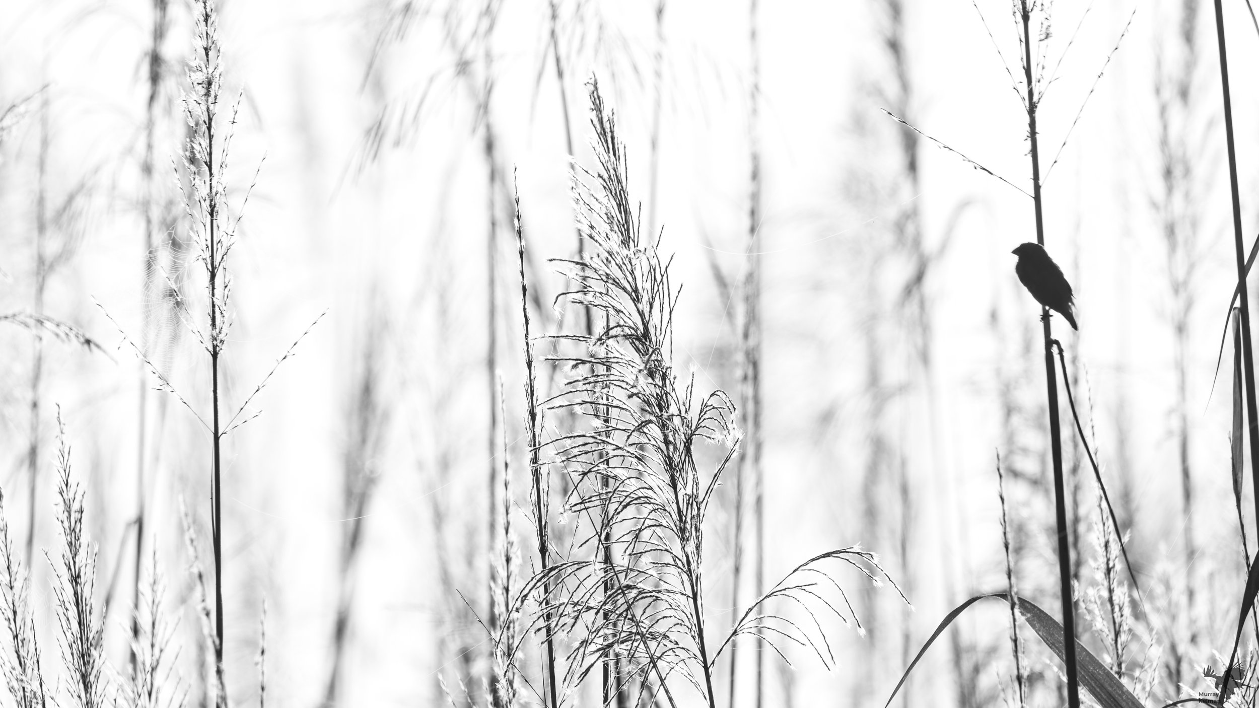 Mannikin in the cane