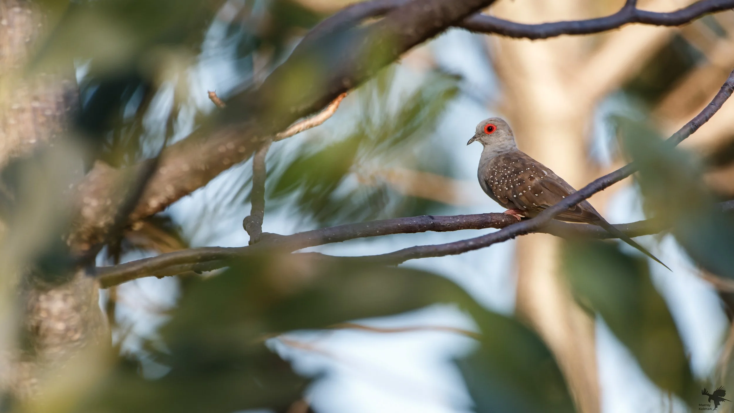 diamond dove. East Kimberley