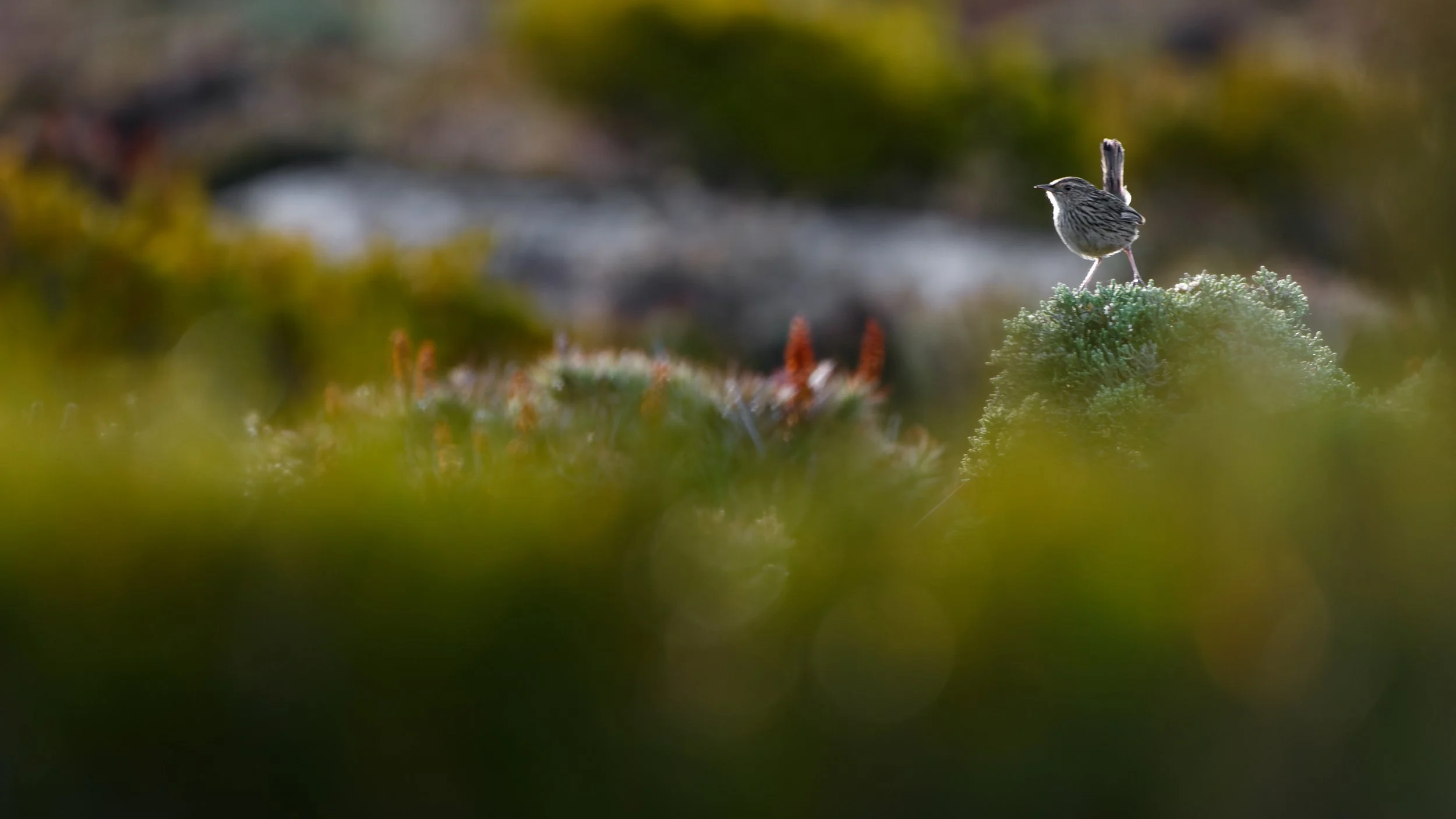 Mt Wellington, Tas