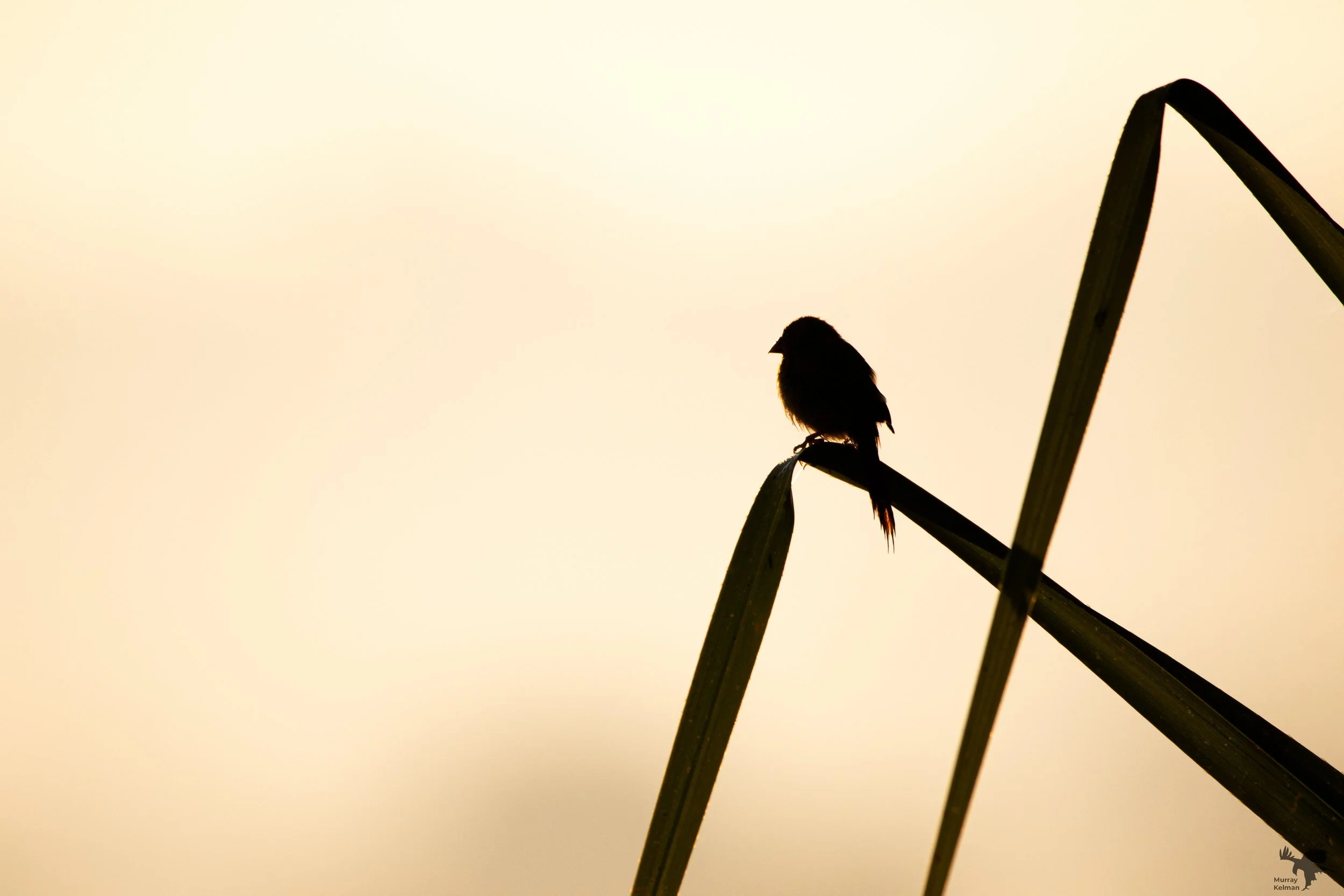 Murray Kelman Photography - image-99.jpg