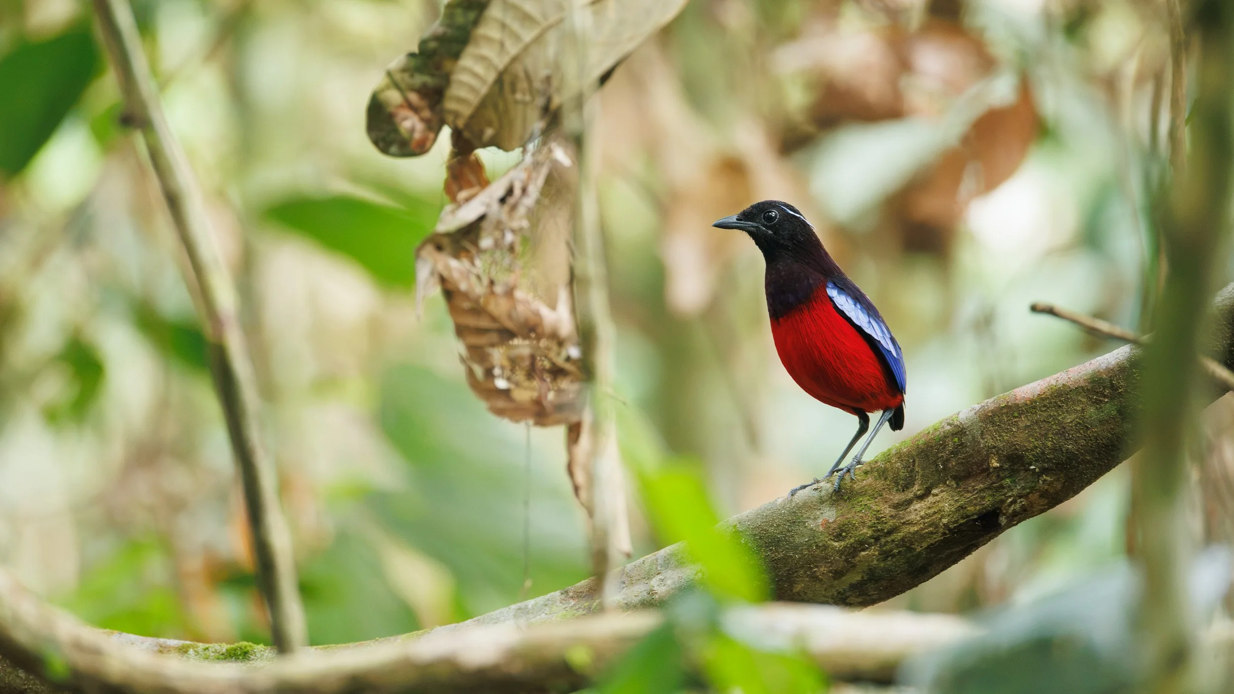Black-crowned Pitta, Danum Valley, Borneo, Malaysia.