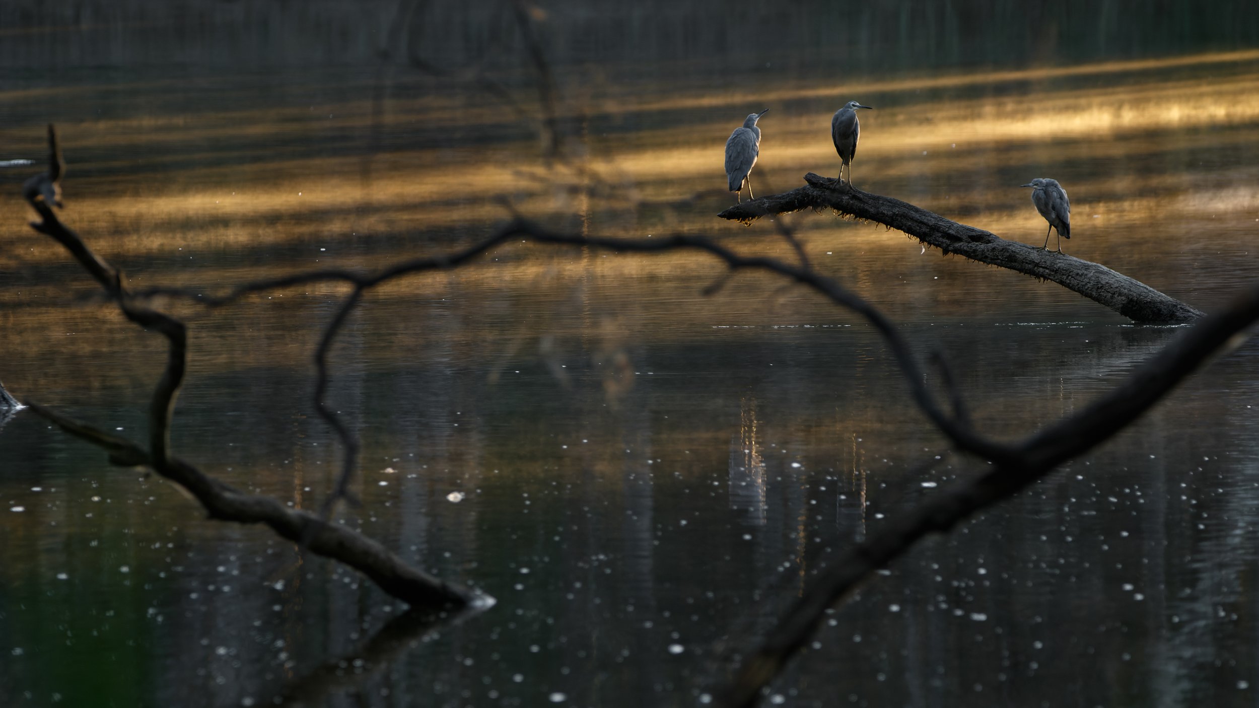 Murray Kelman Photography - image-120.jpg